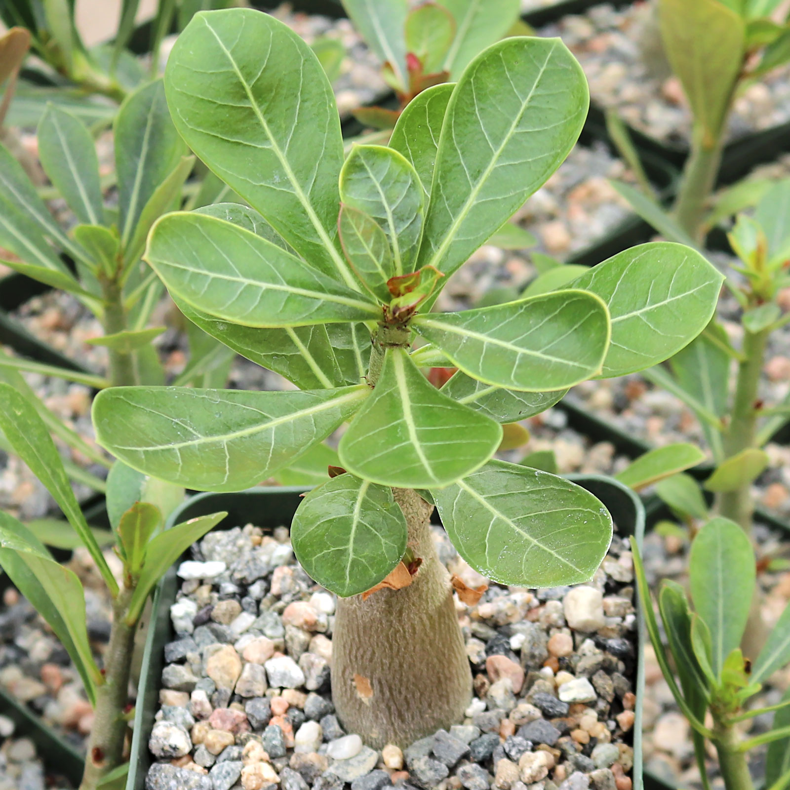 Are Desert Rose slow growing?