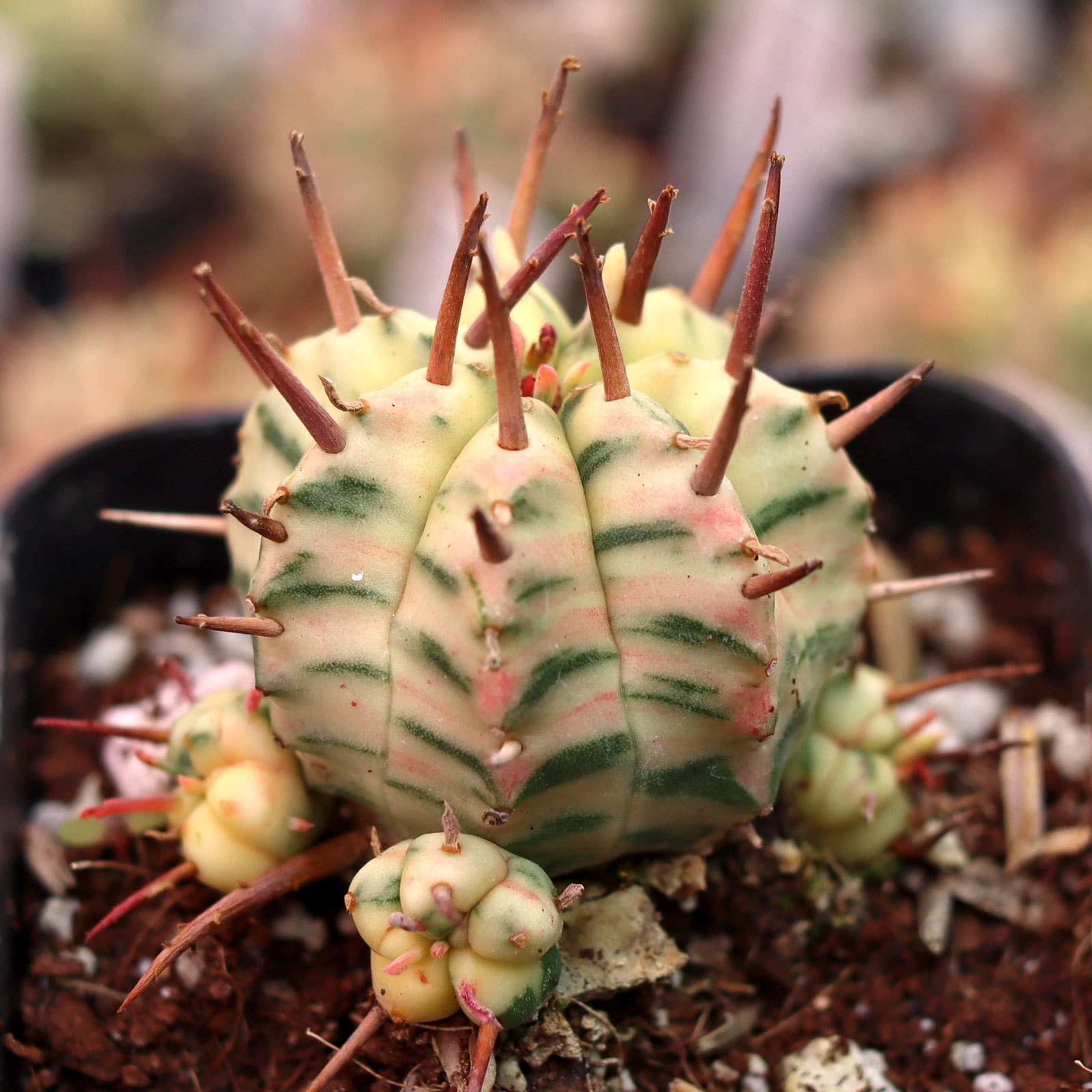 Looking at the E. meloformis f. variegata. Does this plant struggle to get enough light due to the variegation?