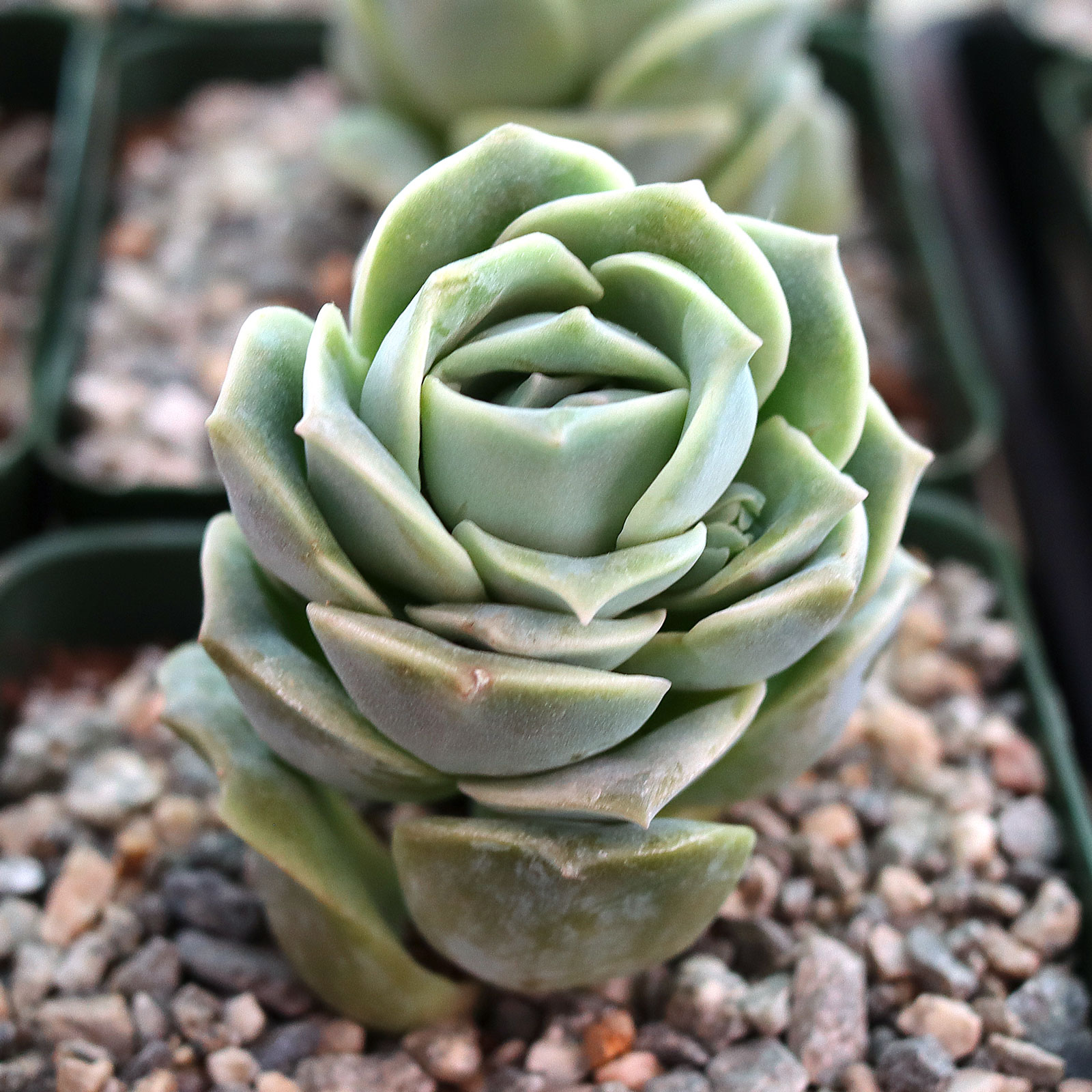 Graptoveria 'Lovely Rose' [large] Questions & Answers