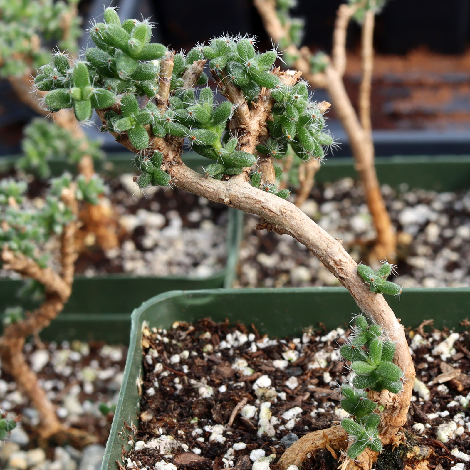 Is Trichodiadema bulbosum - African Bonsai [caudex] [large] considered a succulent? What medium should I plant it i