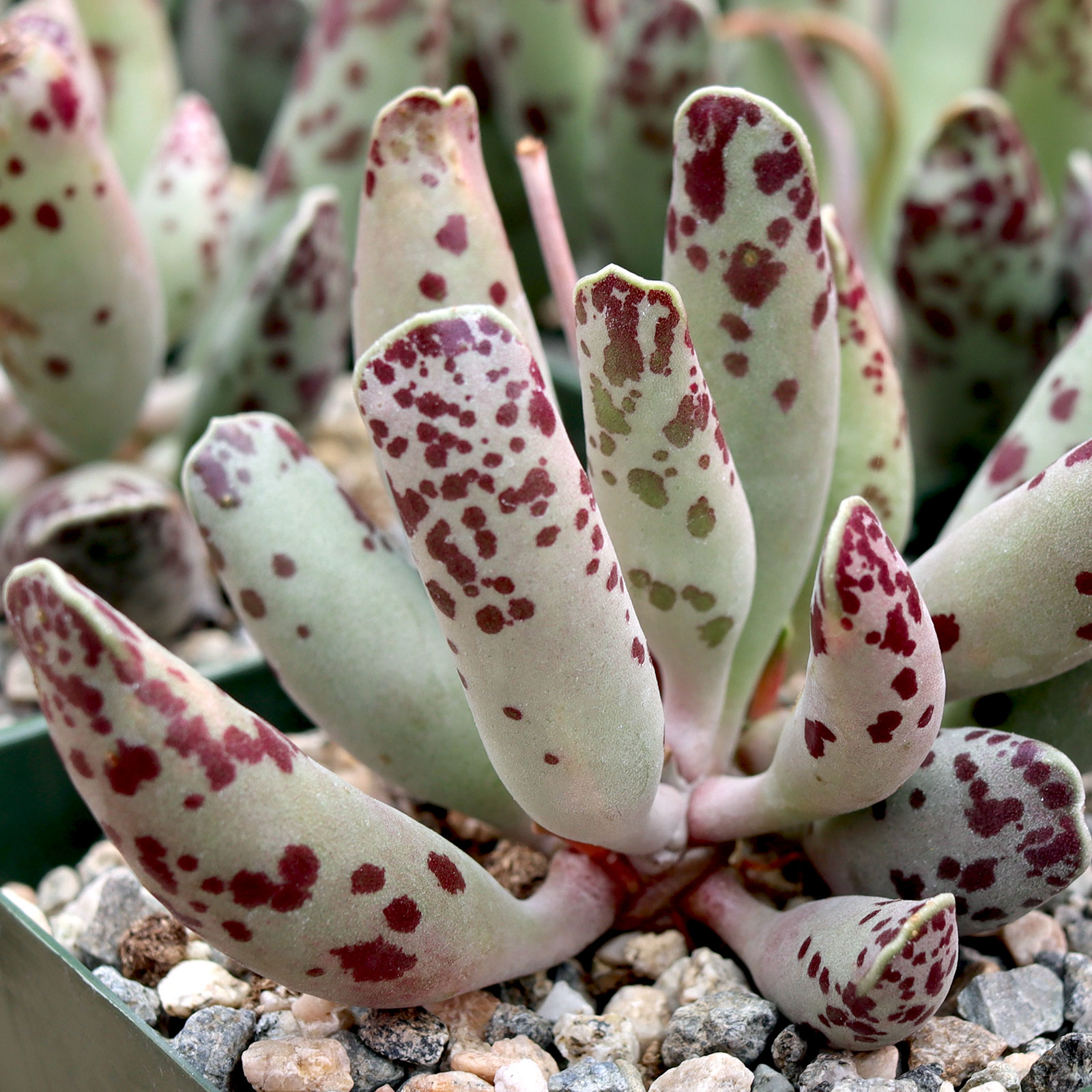 Adromischus cooperi - Plover Eggs [large] Questions & Answers
