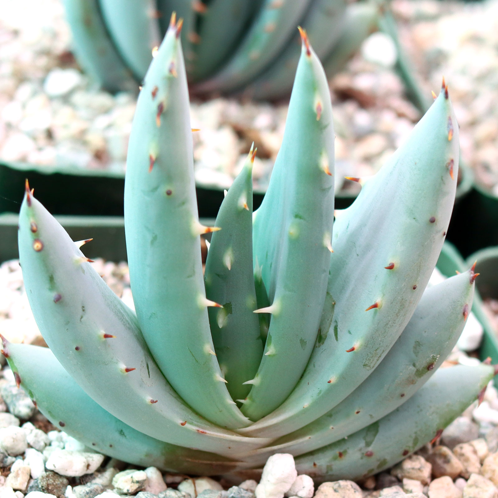 Aloe peglerae (Fan Form) - Fez Aloe [large] Questions & Answers