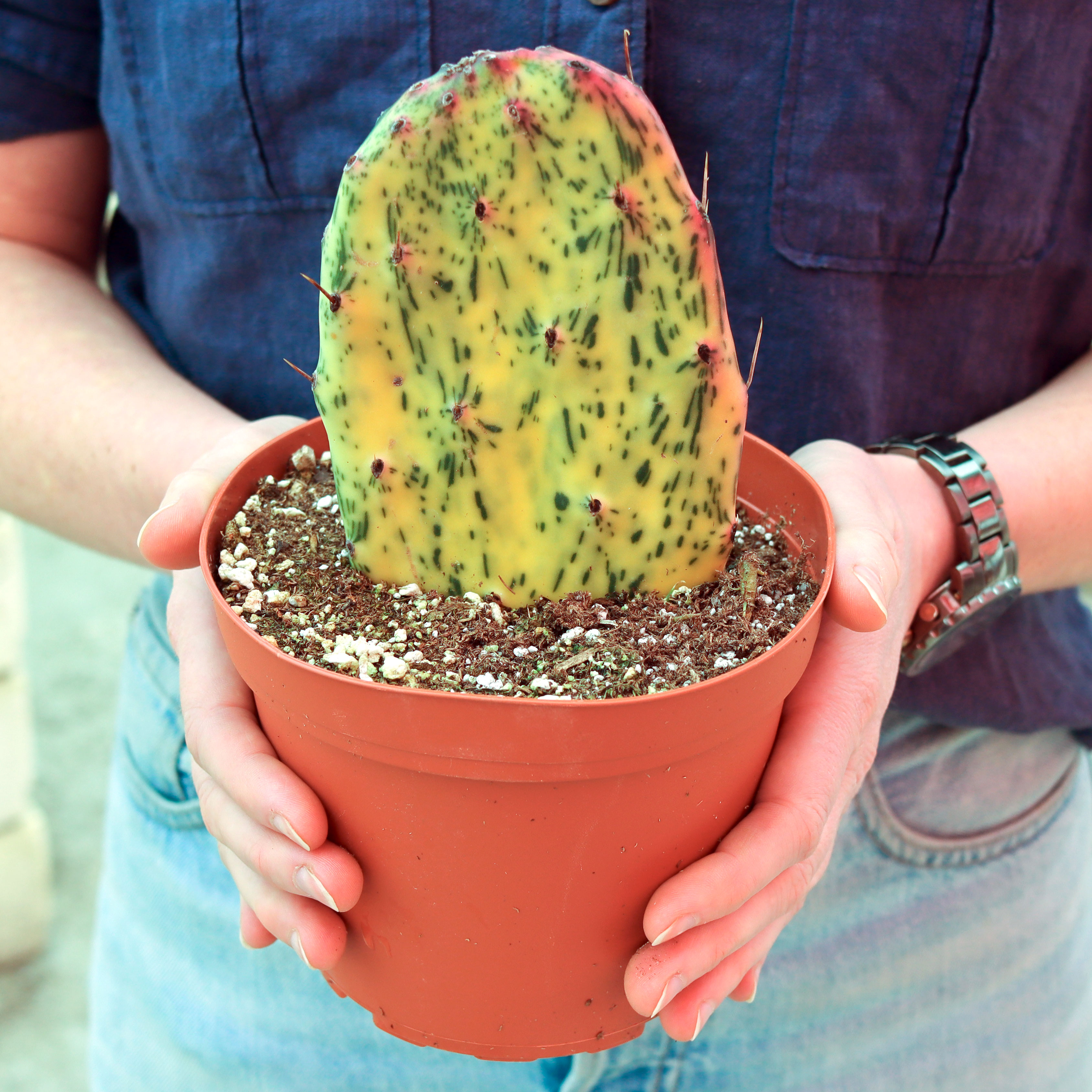 What is a Puntia Cacti