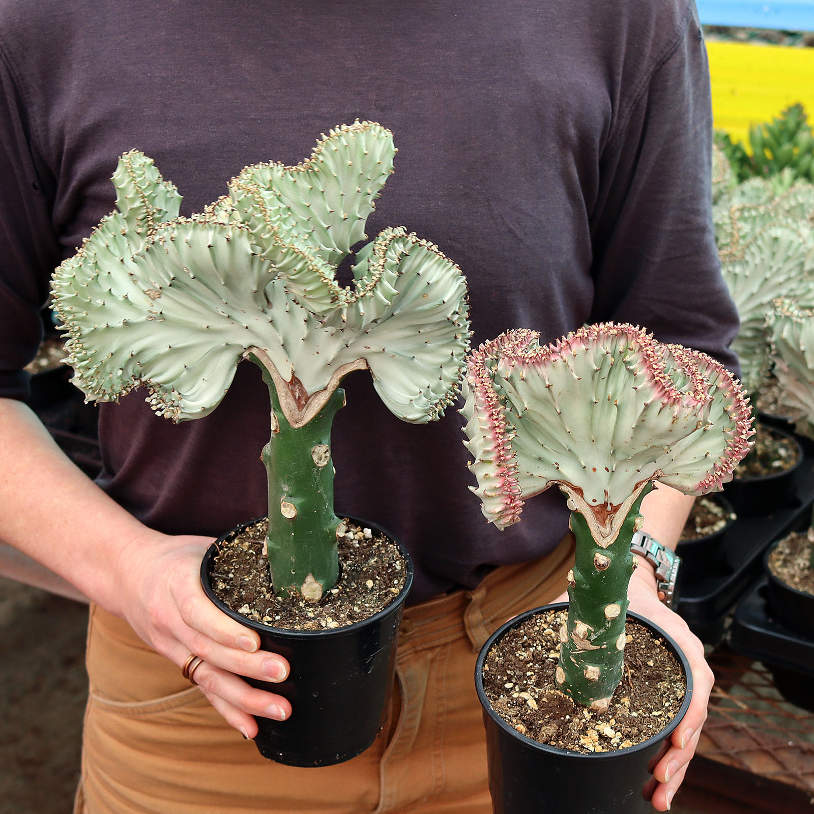 Euphorbia lactea crested [extra large] [bare root] Questions & Answers