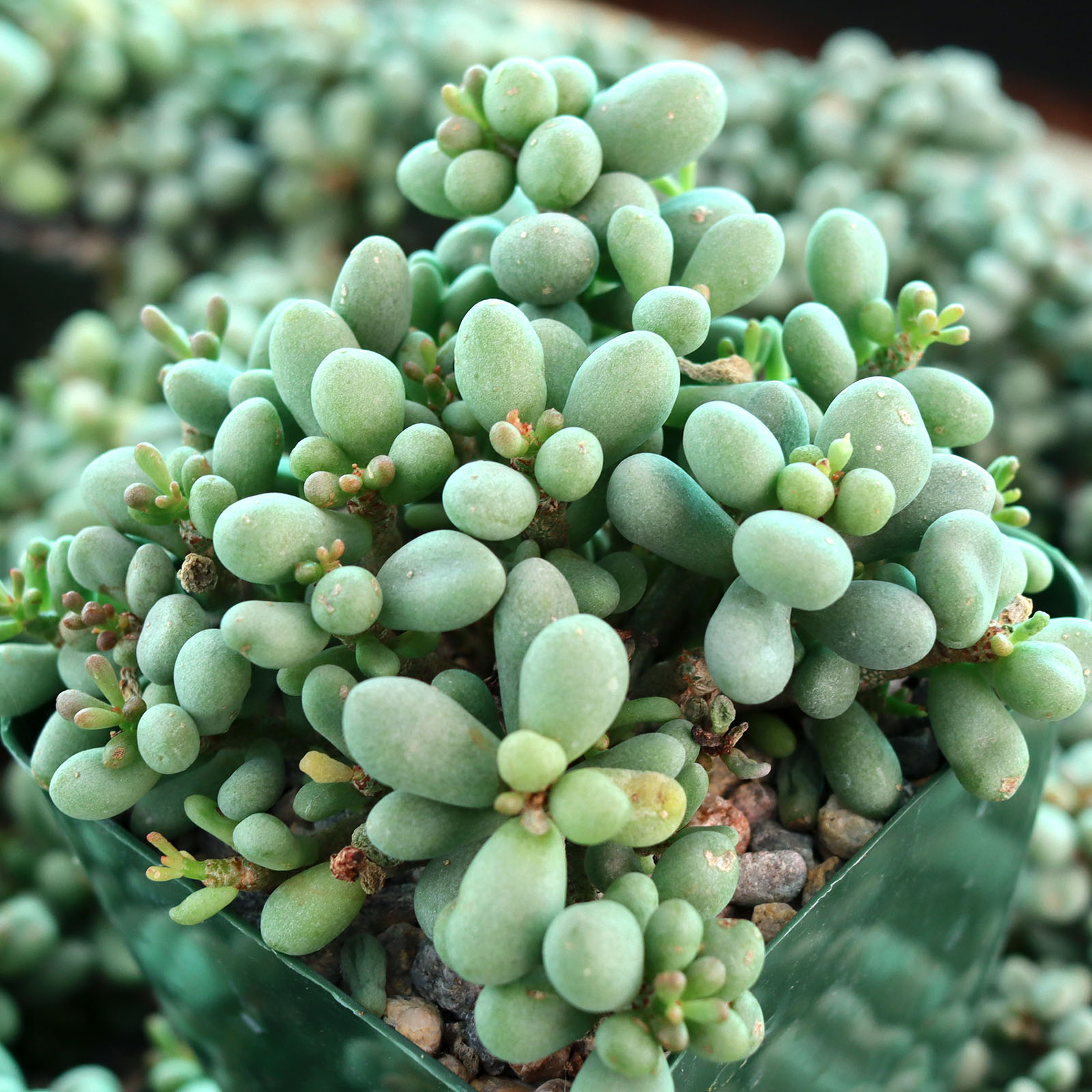 Tylecodon schaeferianus - Fairy Tale Plant [large] Questions & Answers