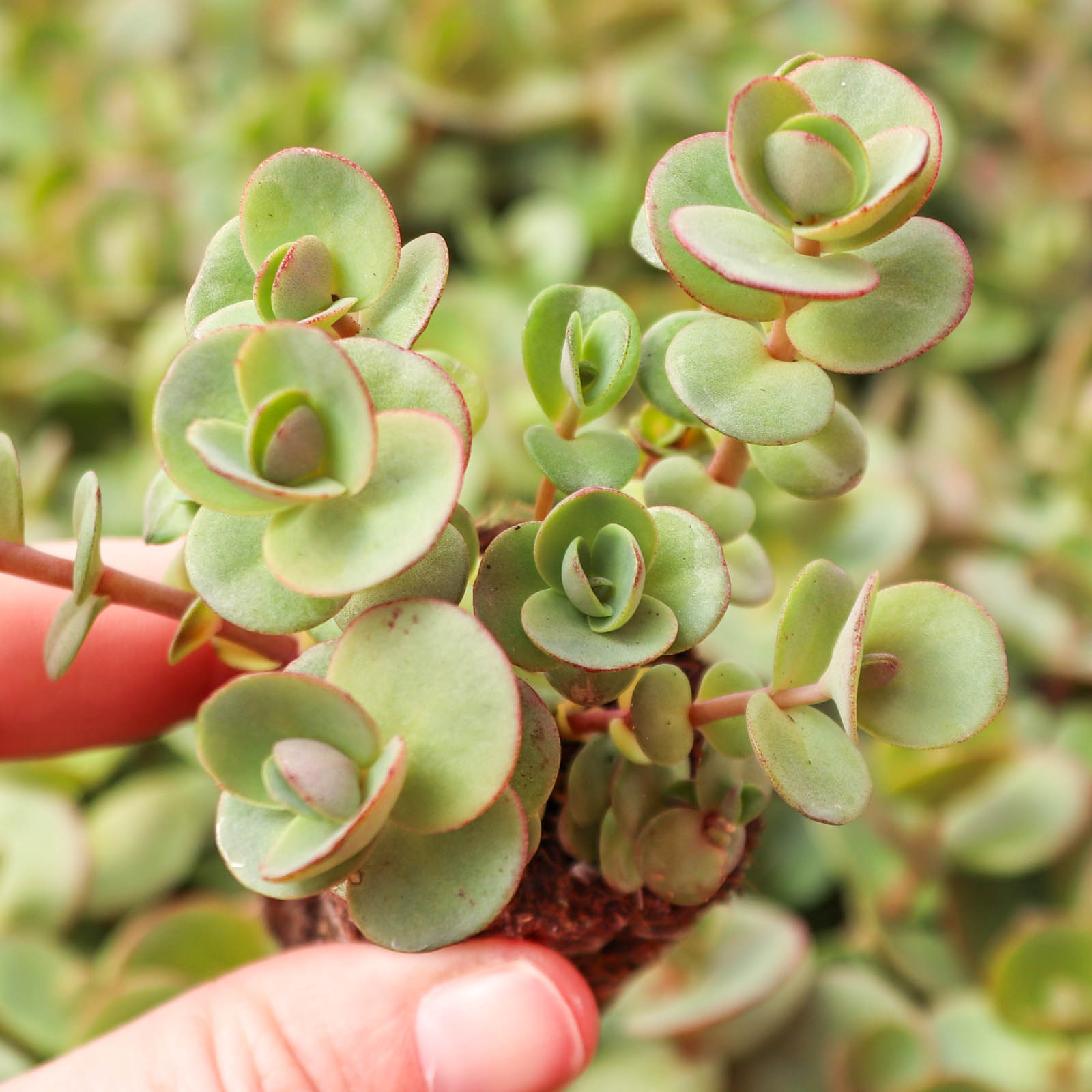 Sedum Sunsparkler® 'Lime Zinger' [plug] Questions & Answers