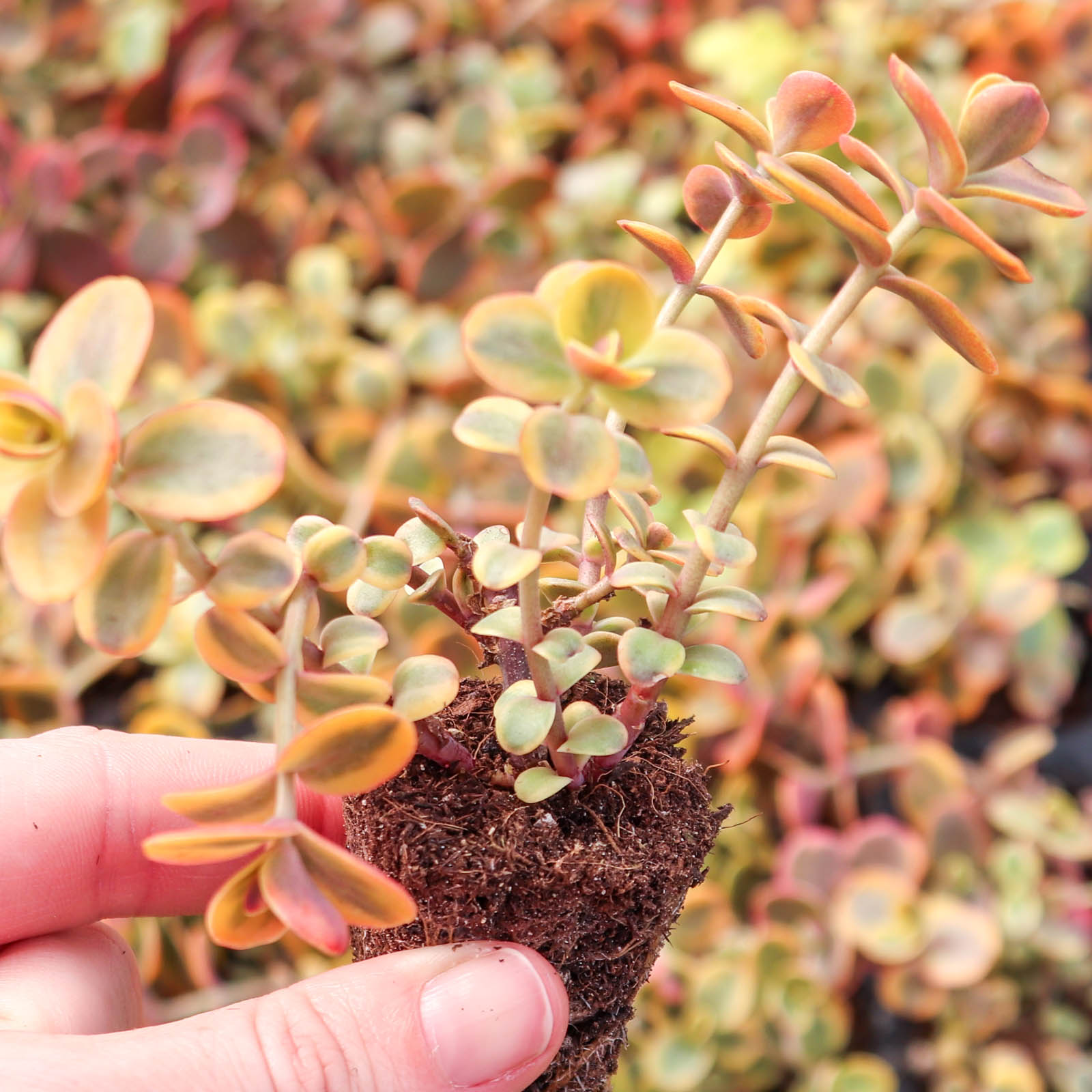 Sedum Sunsparkler® 'Wildfire' [plug] Questions & Answers