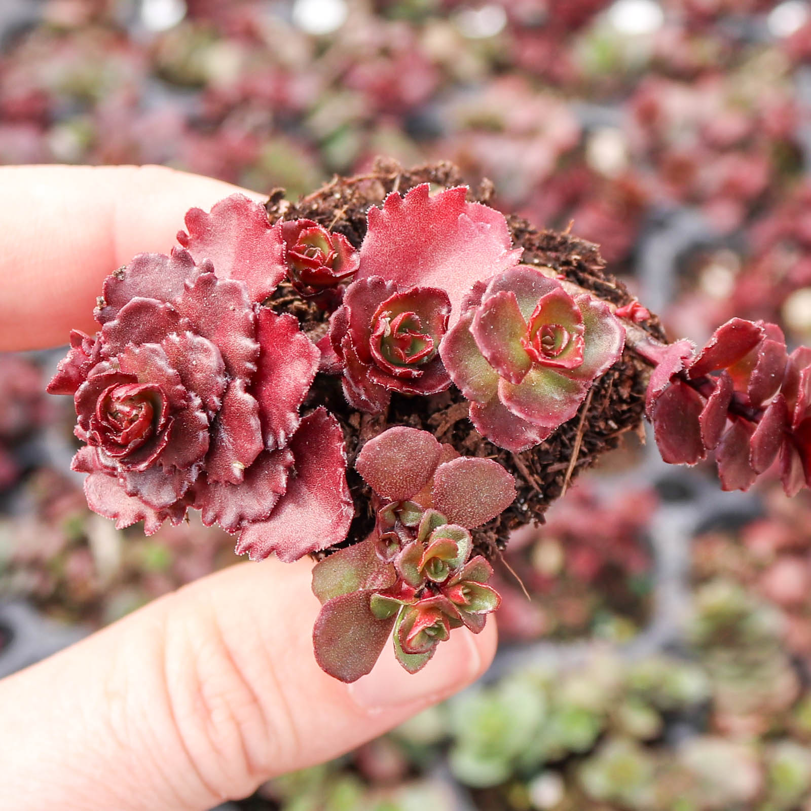 Do you have a rough timeline for the availability of sedum 'dragon's blood' and 'Dazzleberry'?