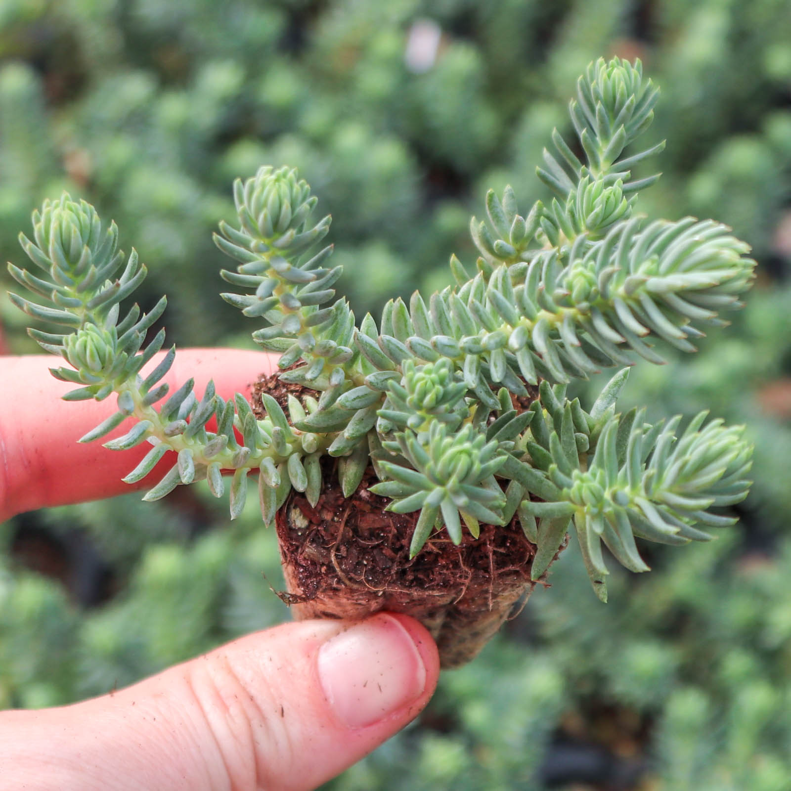 Can Stonecrop be planted over water pipelines?