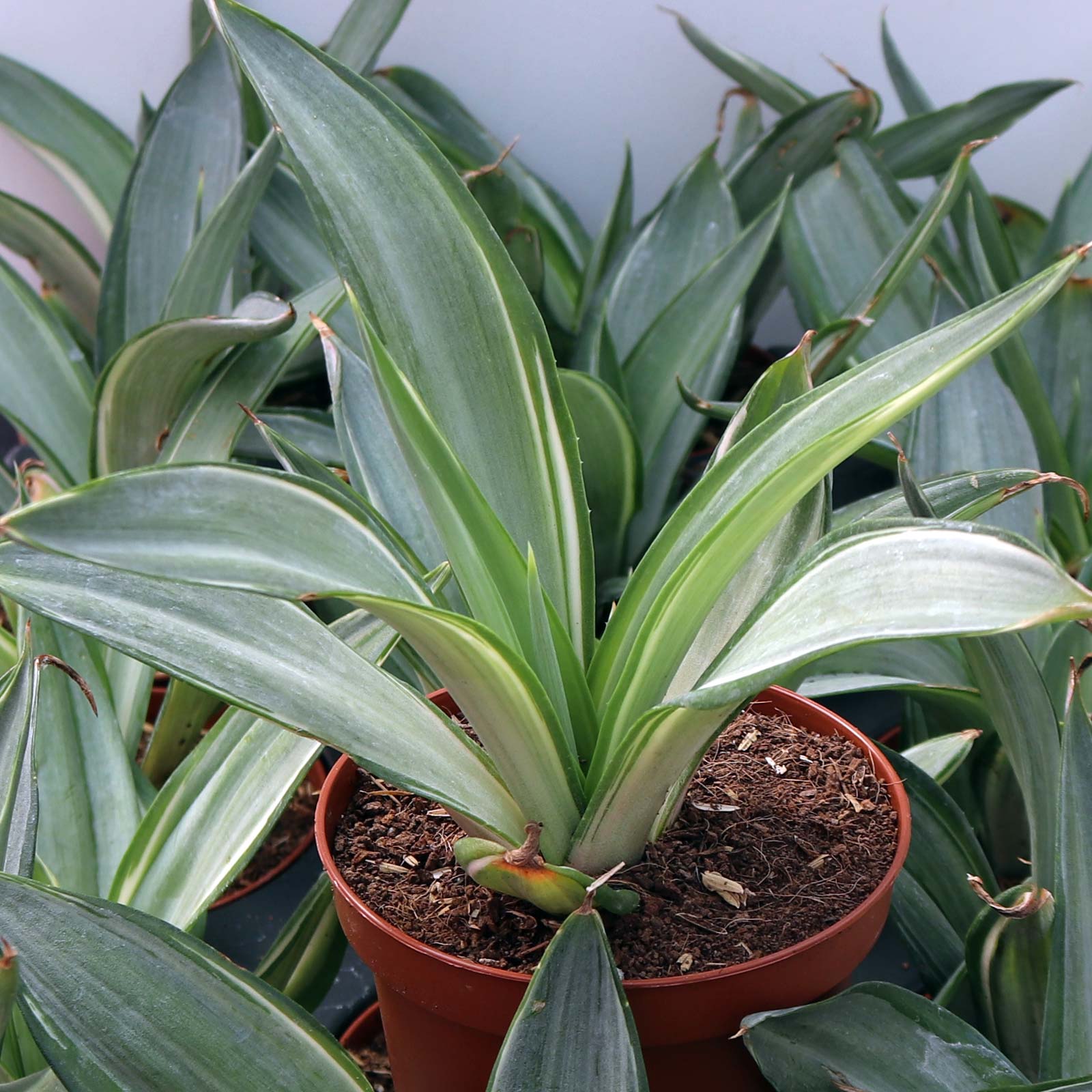 Agave demeesteriana 'Silver Star' [large] Questions & Answers