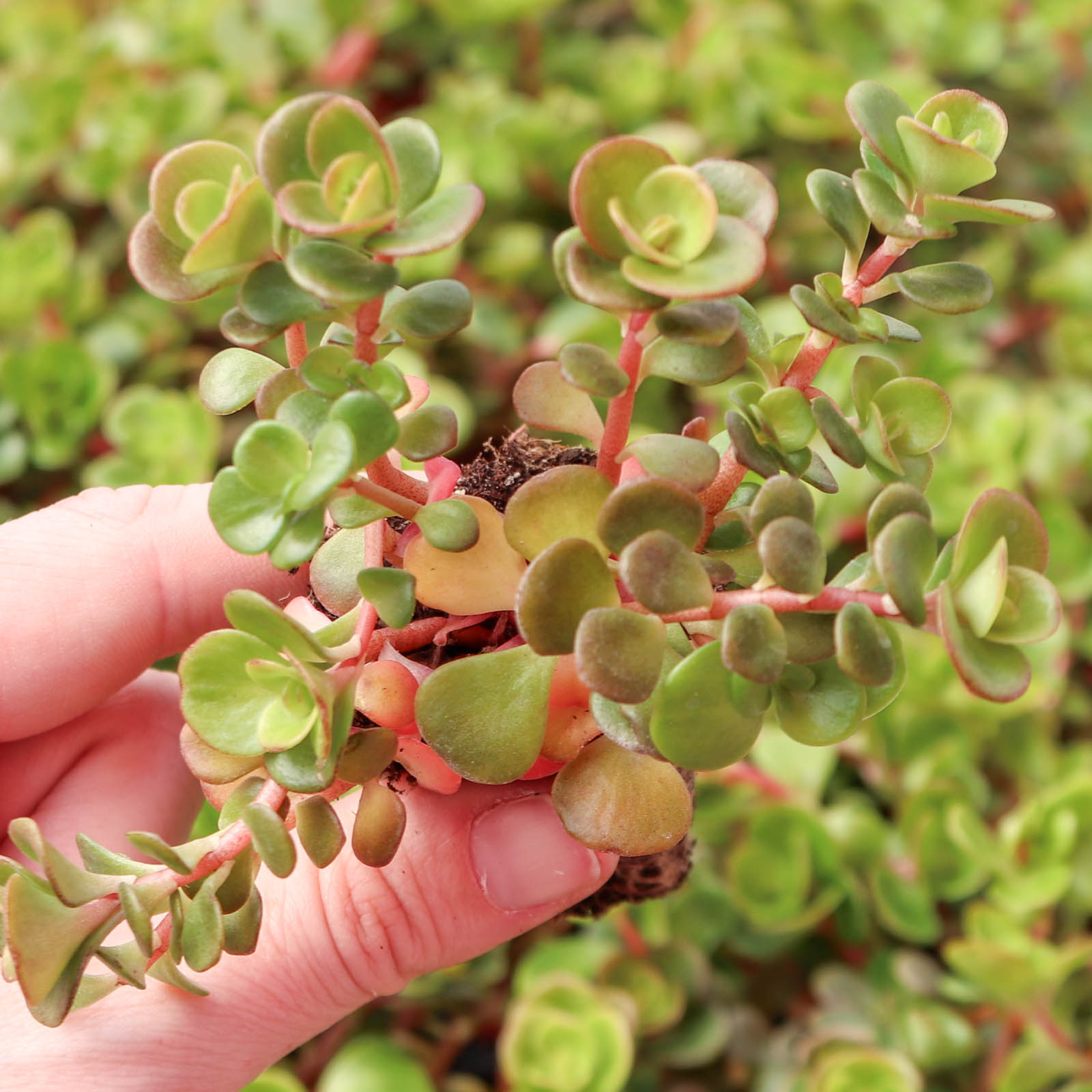 Sedum tetractinum - Chinese Stonecrop [plug] Questions & Answers