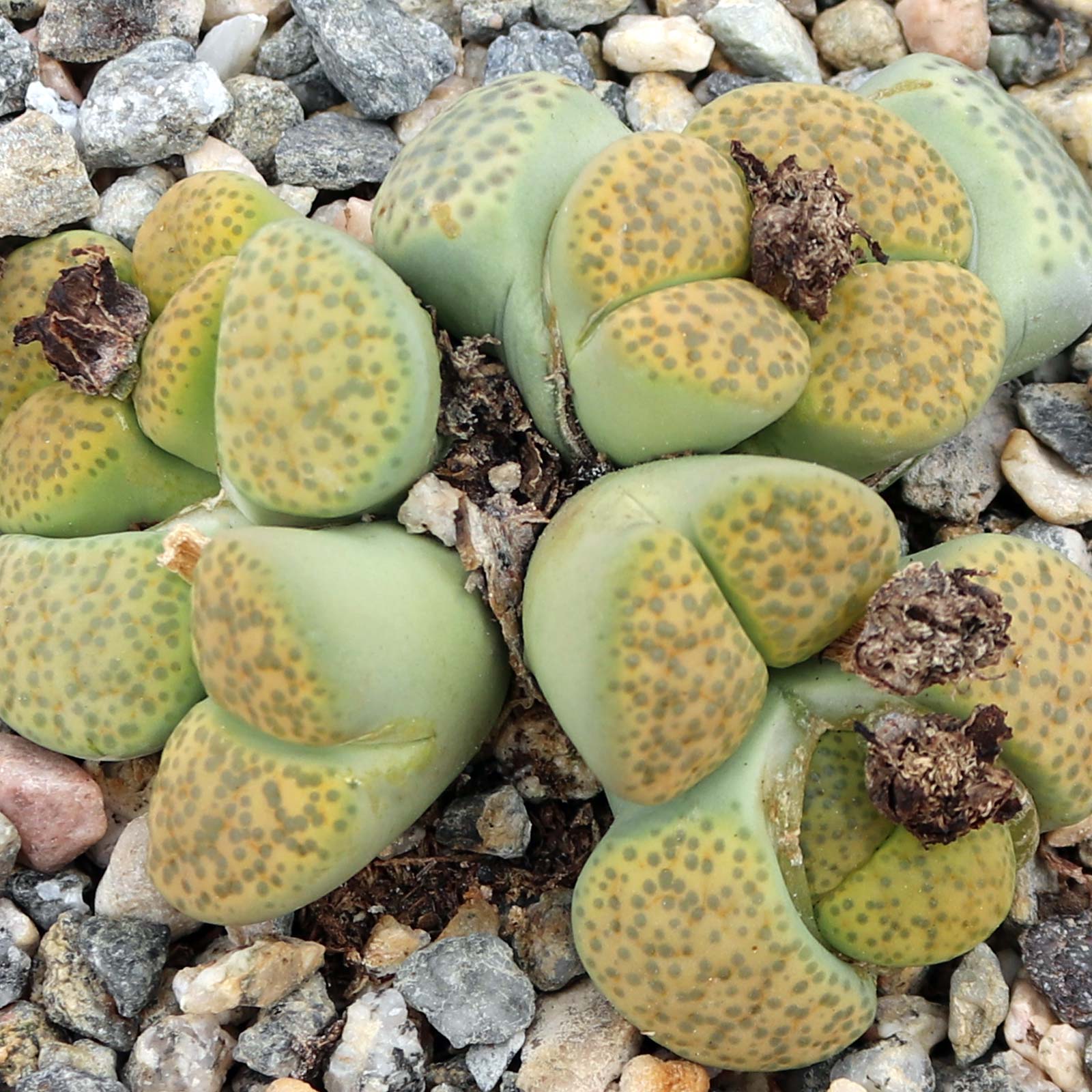 Re:lithops with dry blooms. Does one just ignore the dry blooms “forever”? Mine don’t seem to drop off.