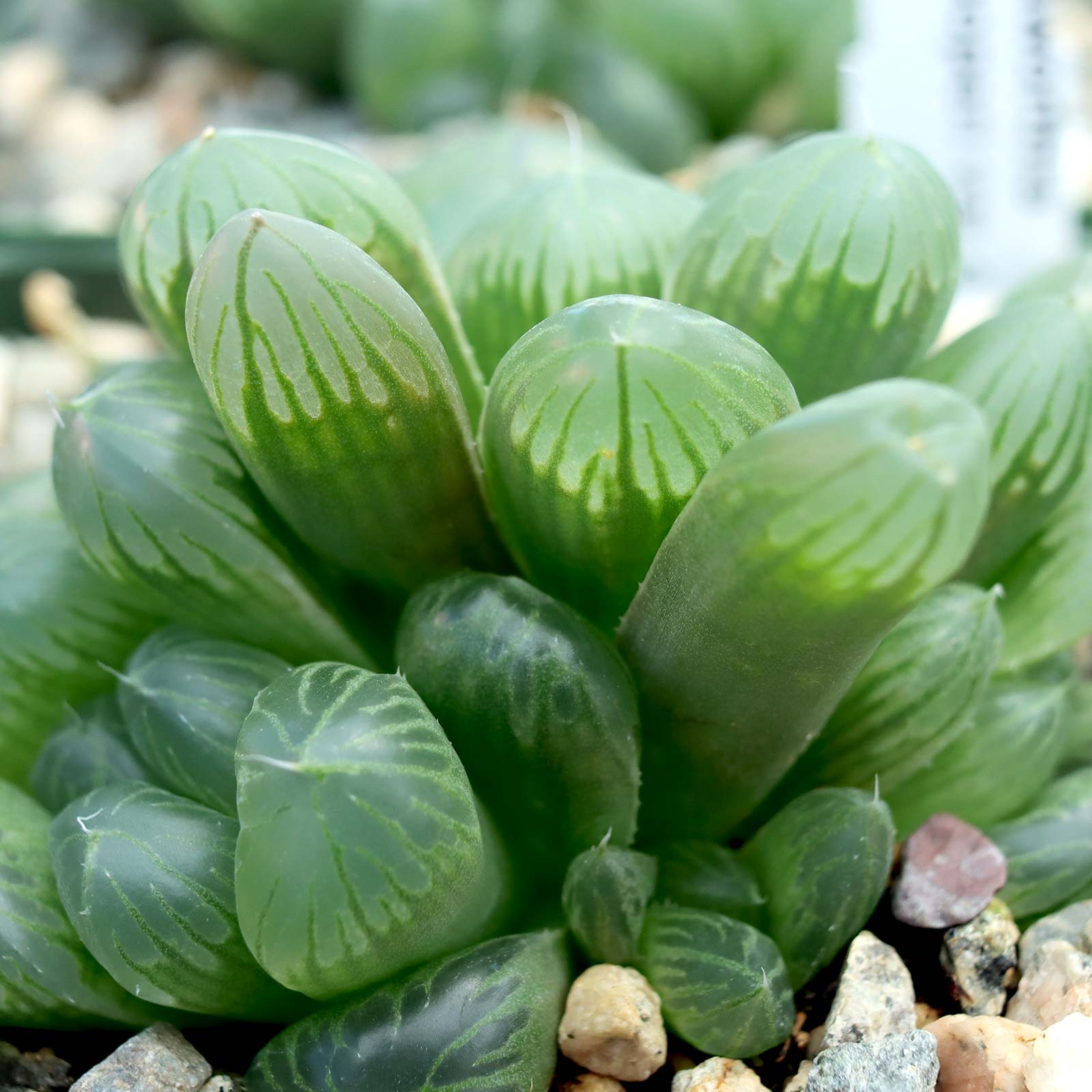 Haworthia cooperi var. dielsiana [large] Questions & Answers