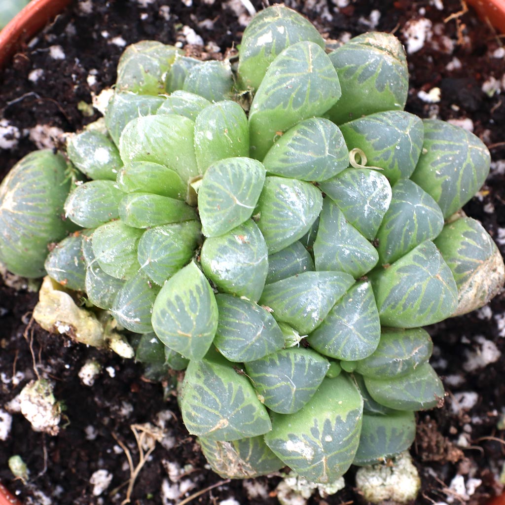 Haworthia cooperi var. truncata - Alien Eggs [large] Questions & Answers
