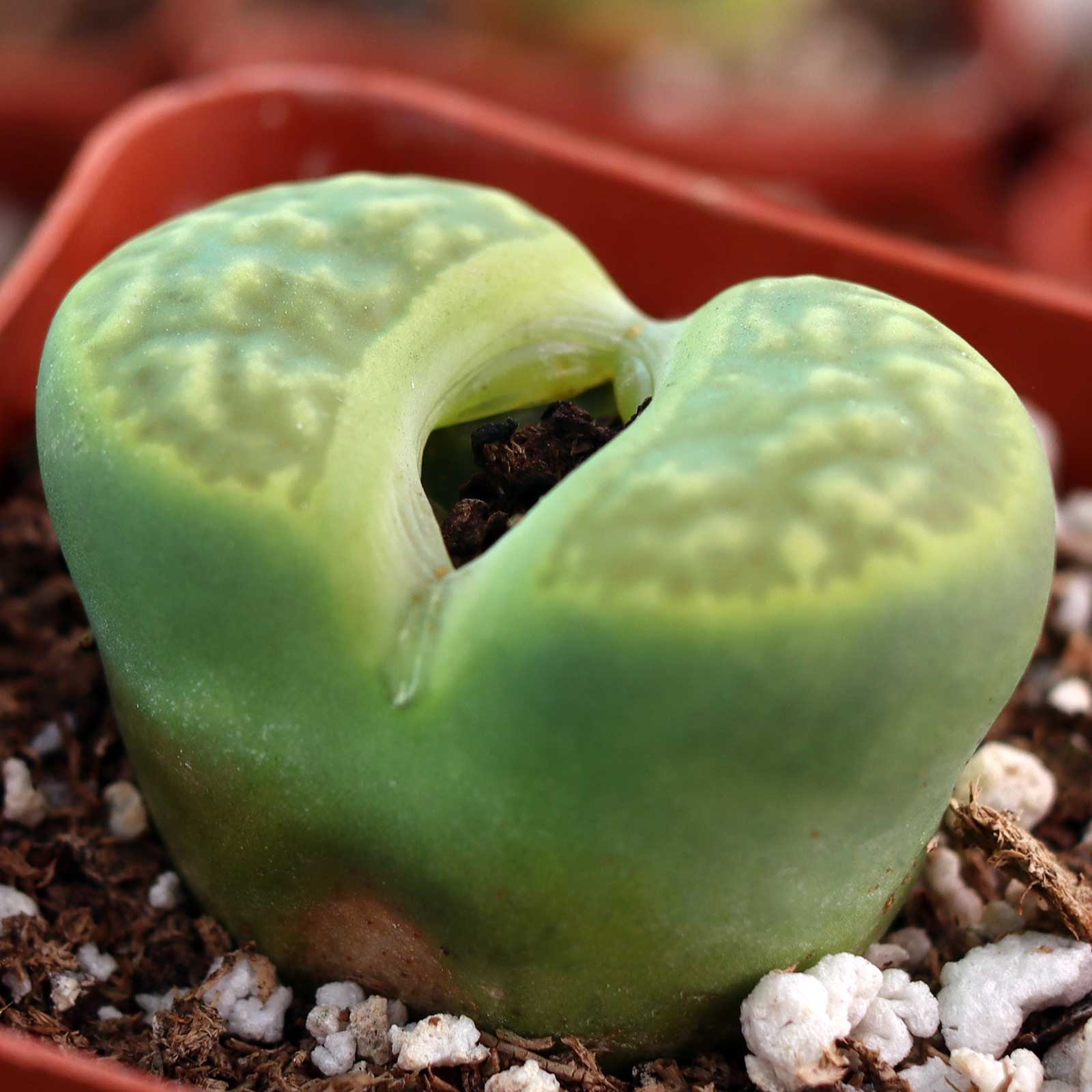 Are the Lithops planted already?