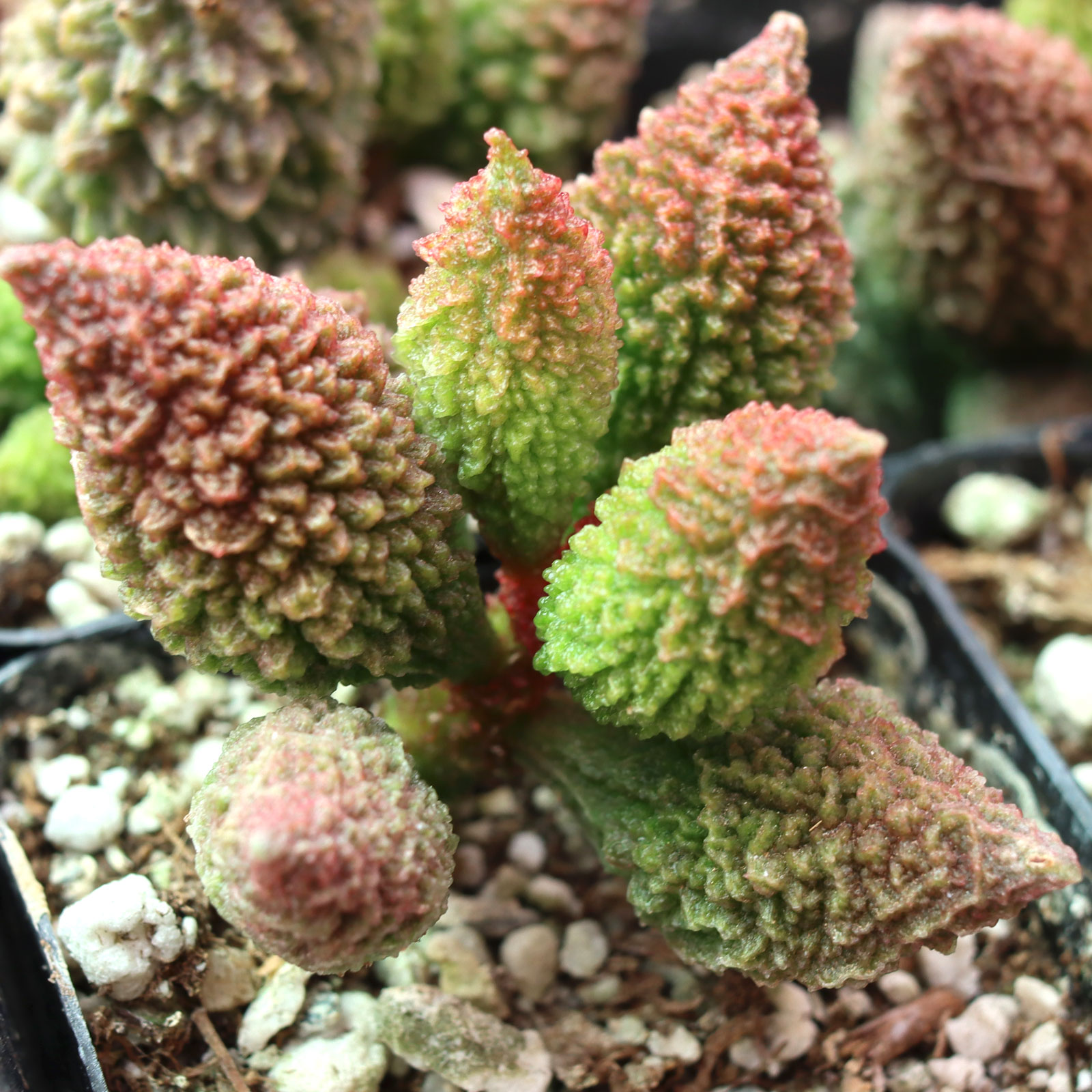 Adromischus marianae f. herrei Questions & Answers