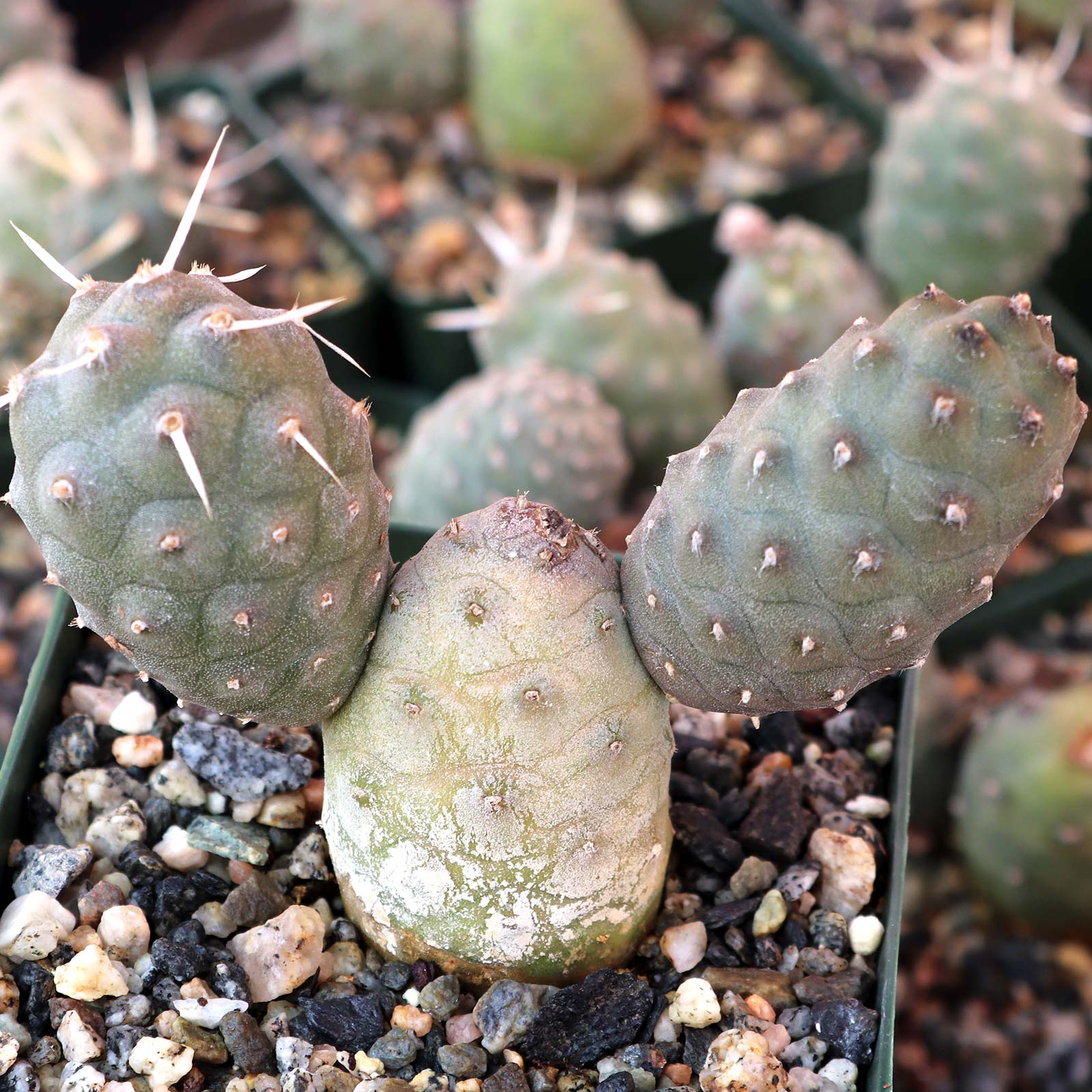 Tephrocactus articulatus var. inermis - Pine Cone Cactus [large] [bare root] Questions & Answers