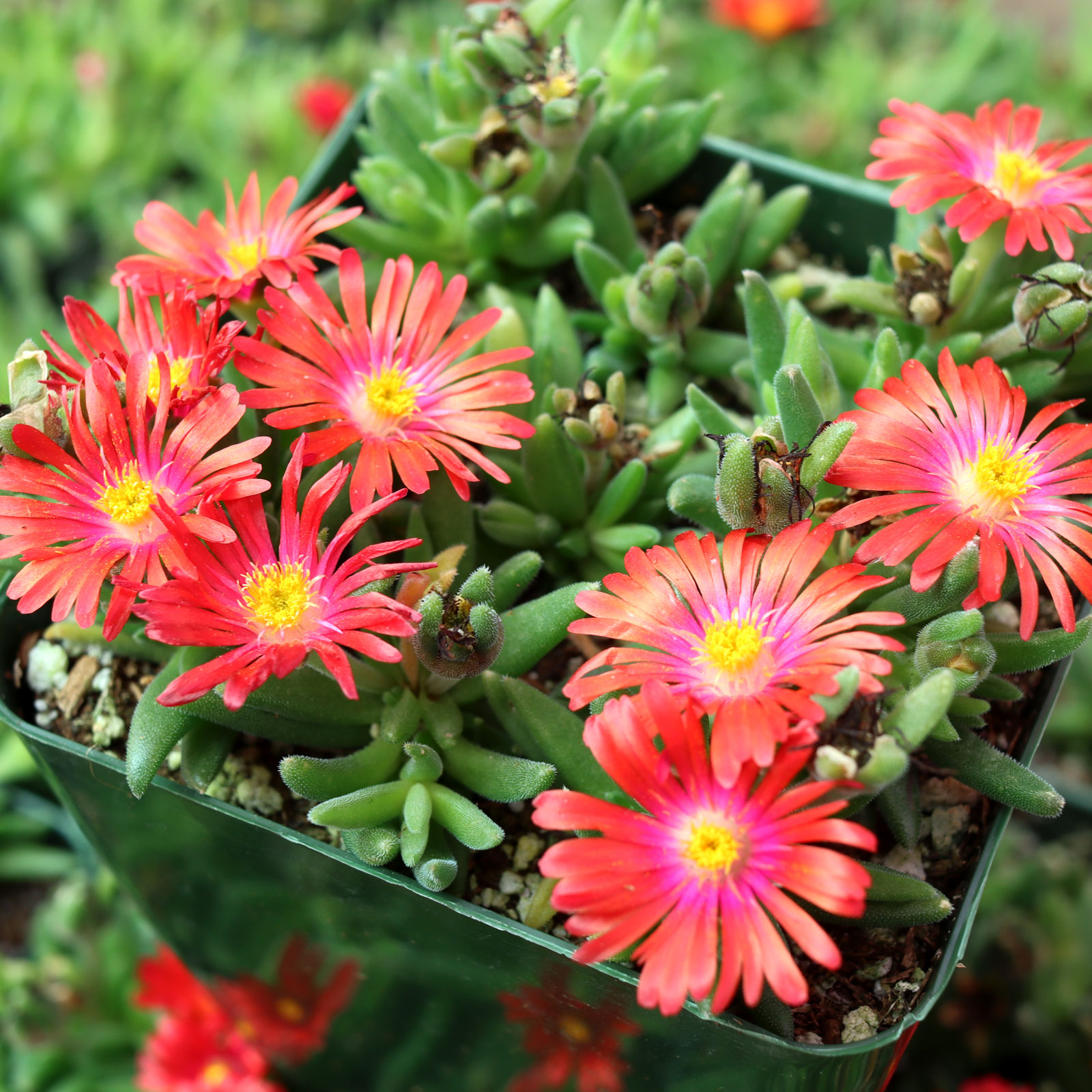 Delosperma dyeri - Red Mountain Ice Plant [large] Questions & Answers