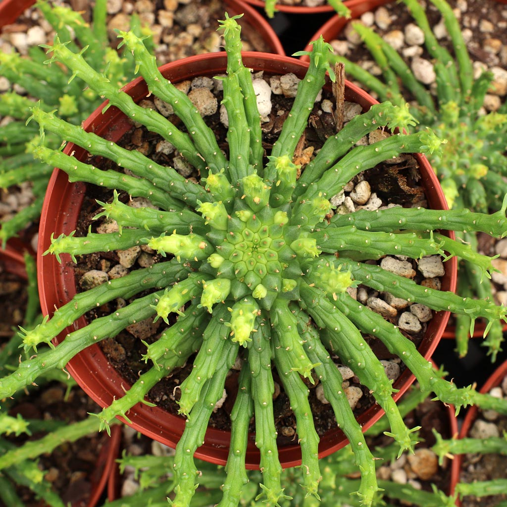 Euphorbia flanaganii - Medusa Head [large] Questions & Answers