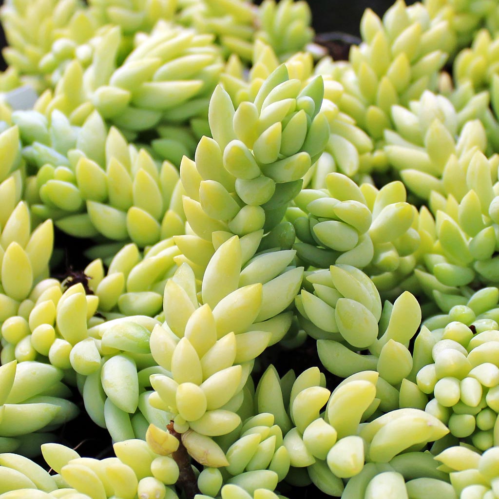 Sedum morganianum - Burro's Tail, Donkey's Tail [large] Questions & Answers