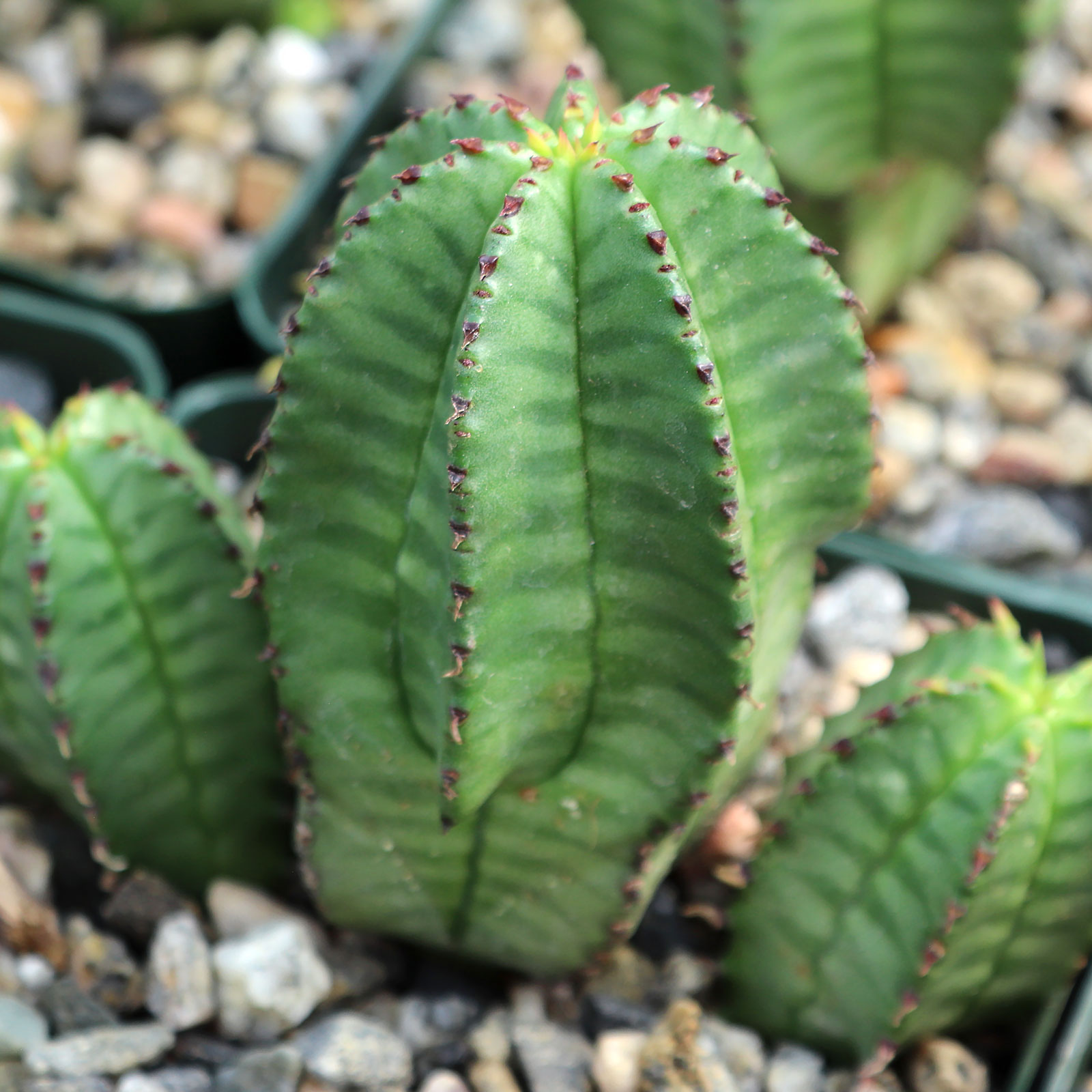 Euphorbia anoplia - Tanzanian Zipper Plant [large] Questions & Answers
