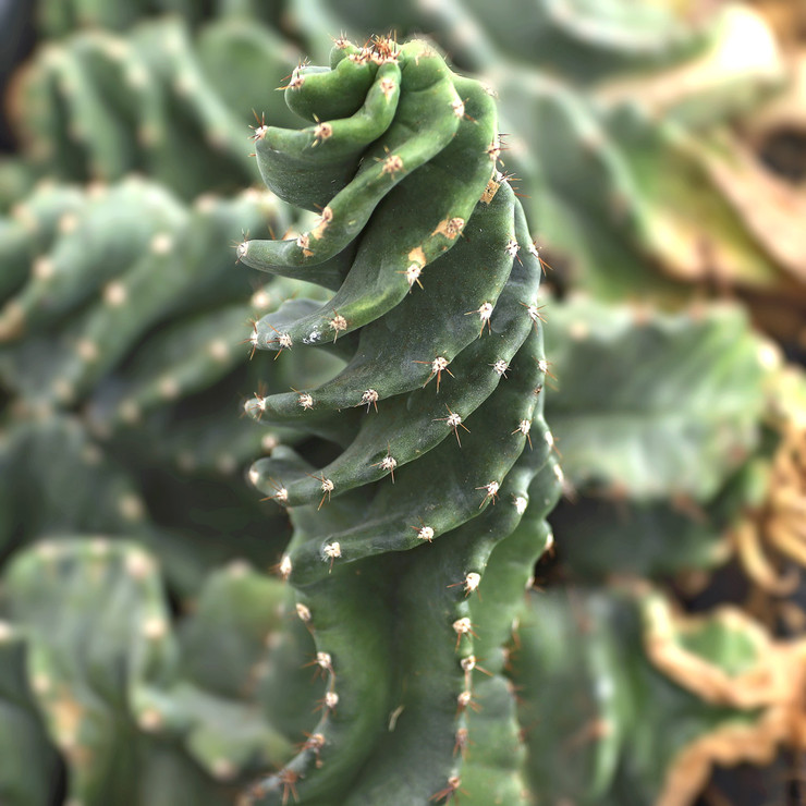 How do you plant a bare  root cactus