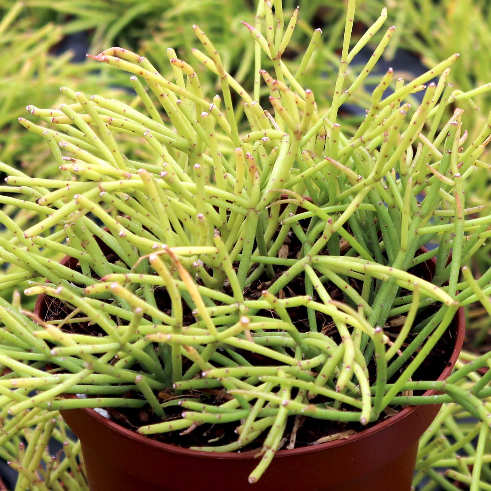 Rhipsalis burchellii [large] Questions & Answers