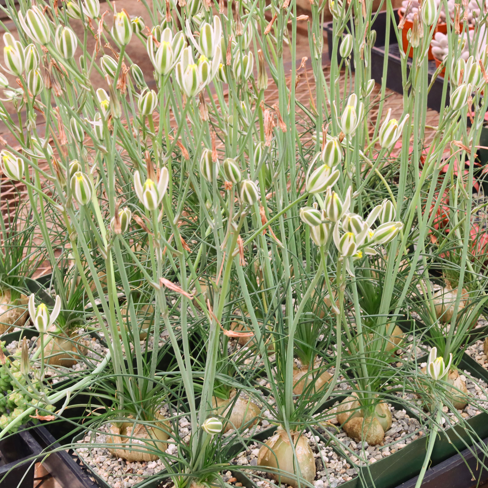 Albuca humilis [large] [exclusive] Questions & Answers