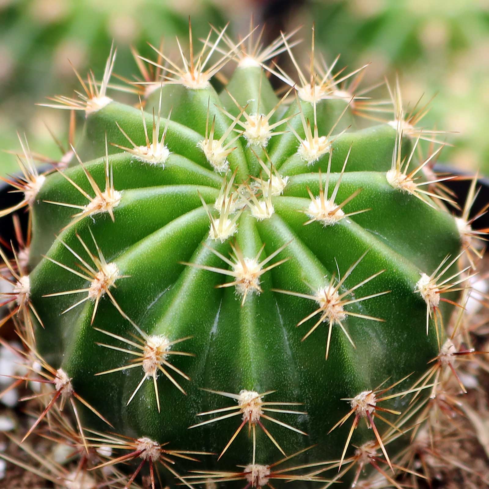 Echinobivia 'Rainbow Bursts' Questions & Answers