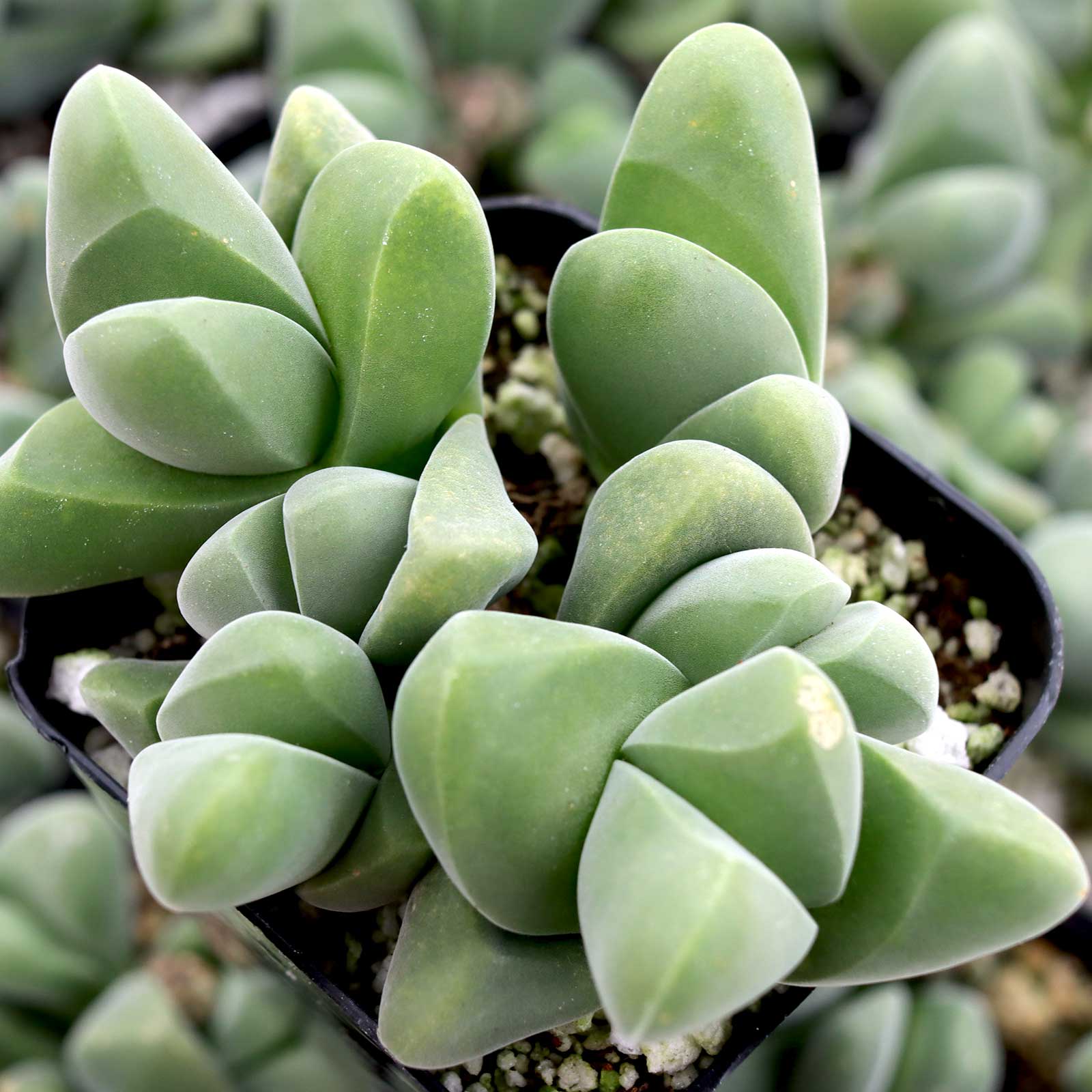 Gibbaeum dispar Questions & Answers