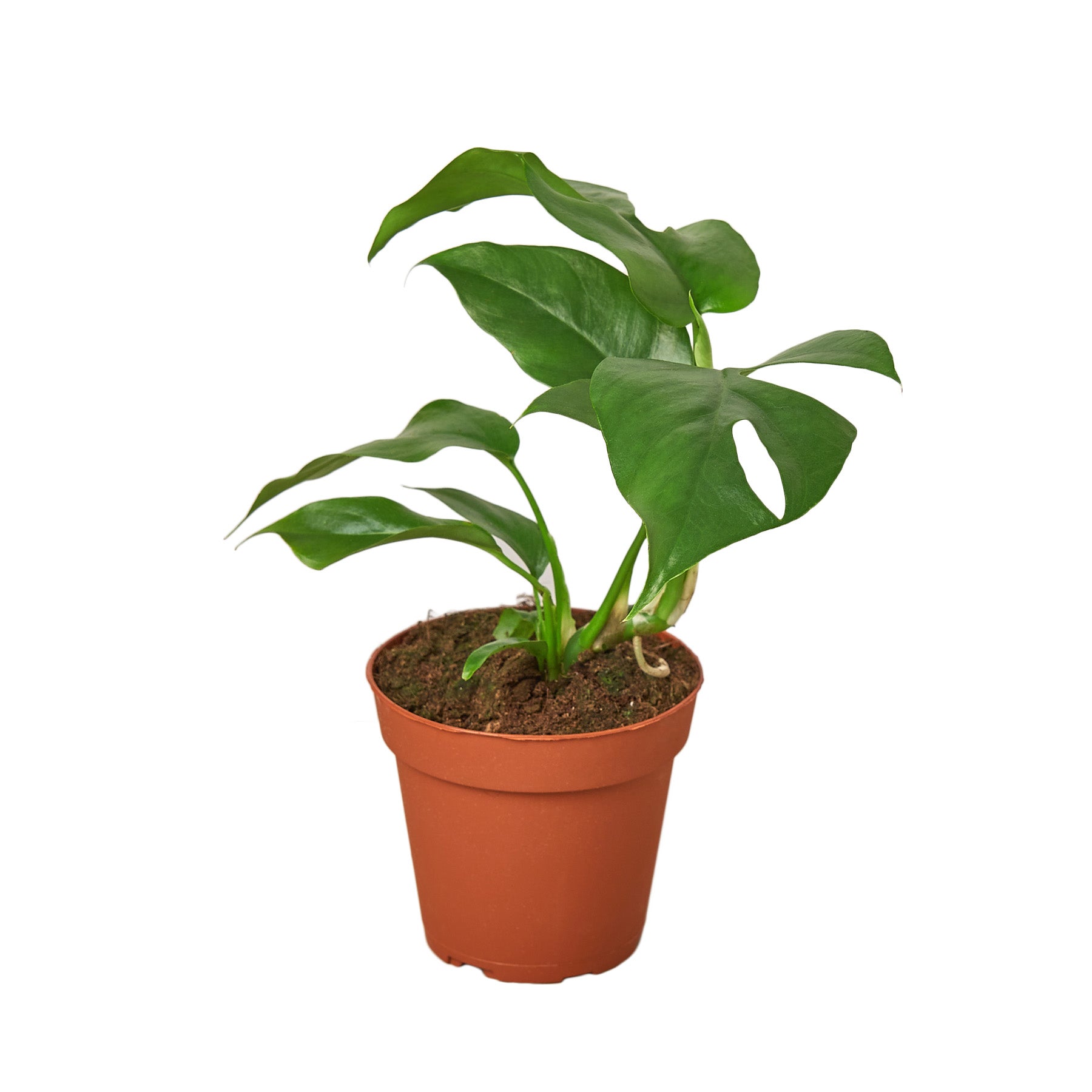 Rhaphidophora tetrasperma - Mini Monstera Questions & Answers