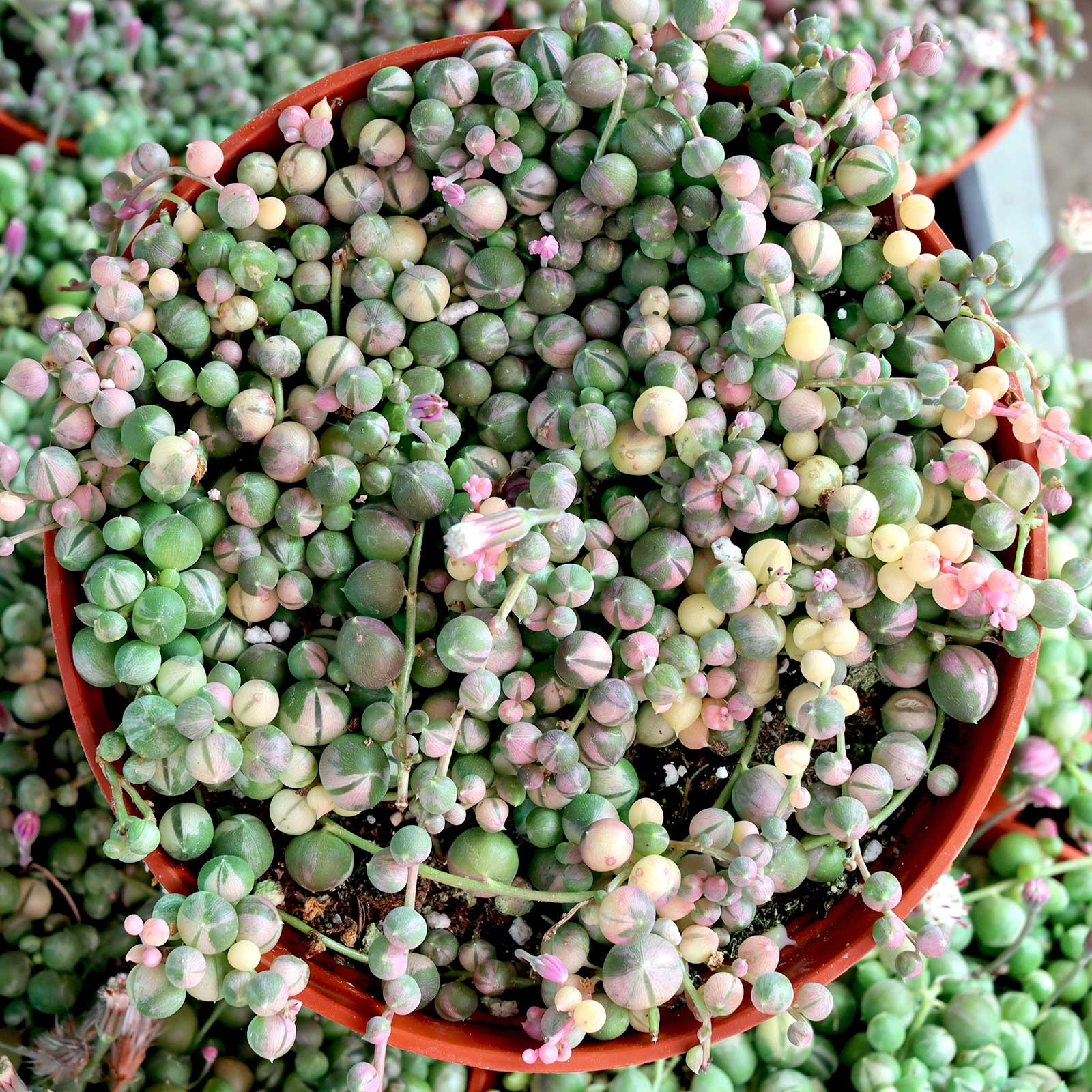 Senecio rowleyanus f. variegatus - Variegated String of Pearls [extra large] [limited] Questions & Answers