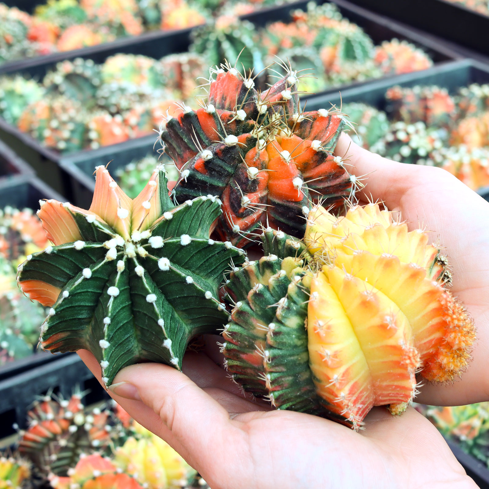 Gymnocalycium mihanovichii f. variegata - Variegated Moon Cactus [bare root] [2.75-3.25"] Questions & Answers