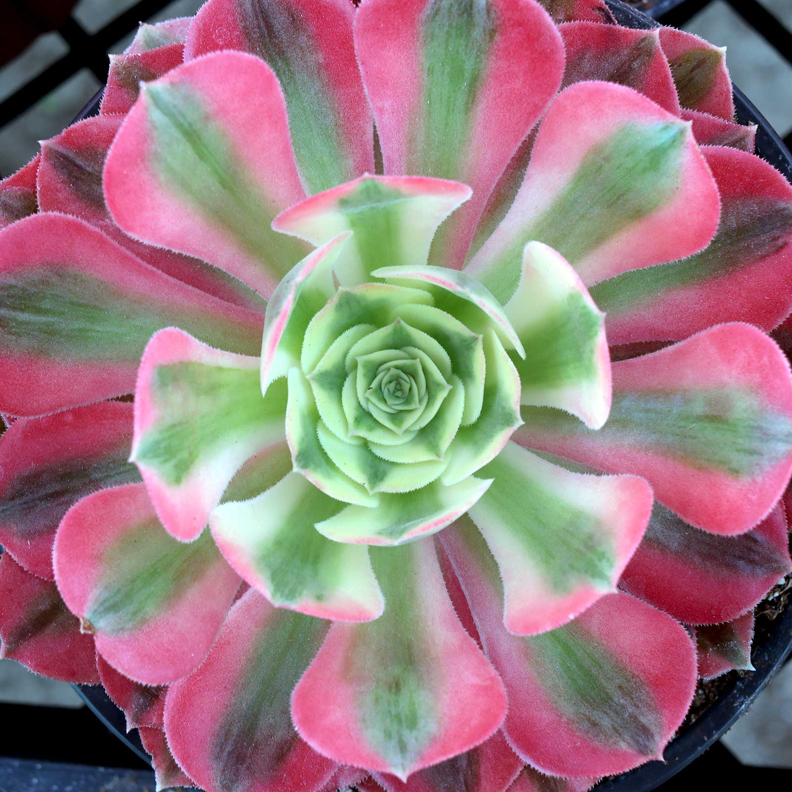 Aeonium 'Pink Witch' [extra large] Questions & Answers