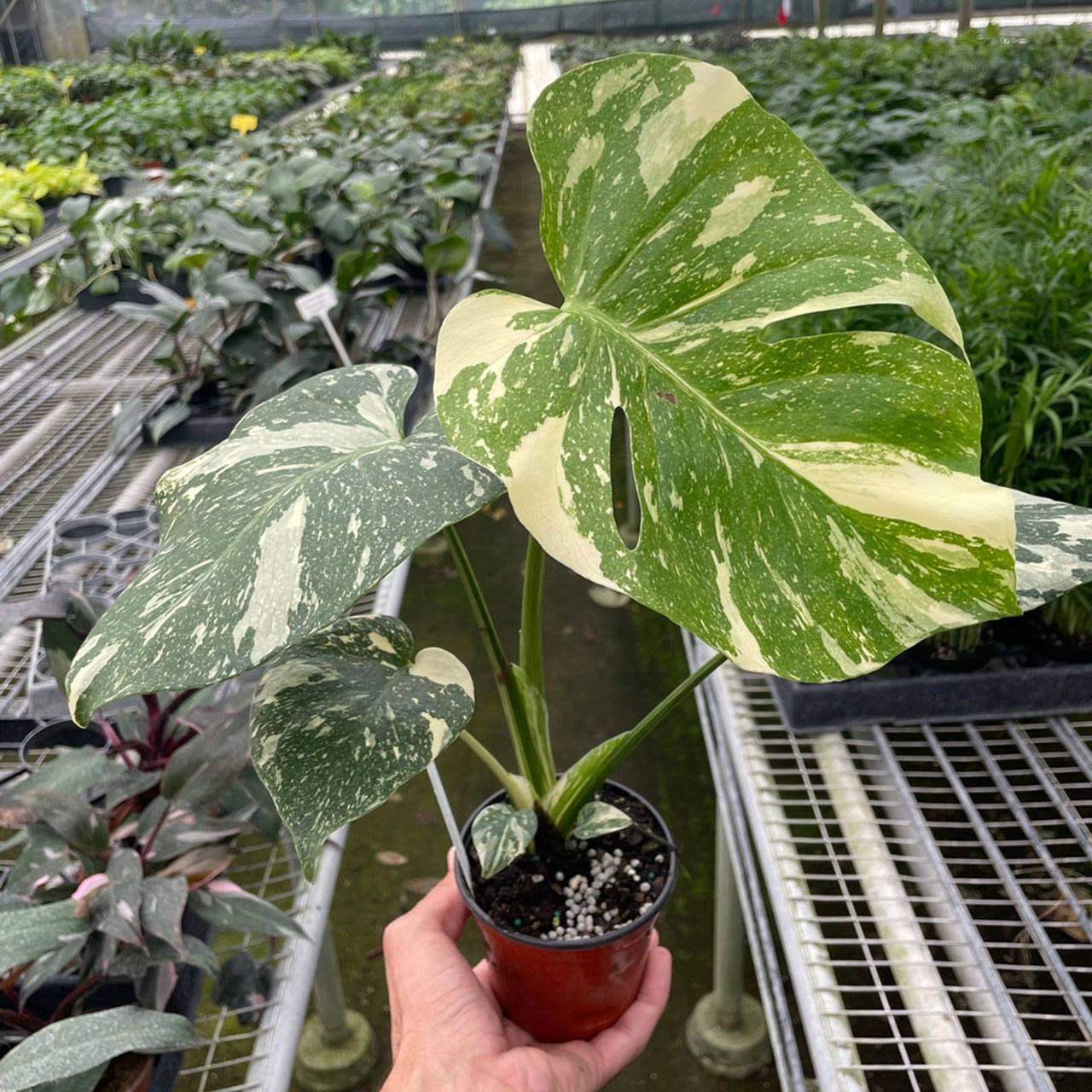 Monstera 'Thai Constellation' Questions & Answers