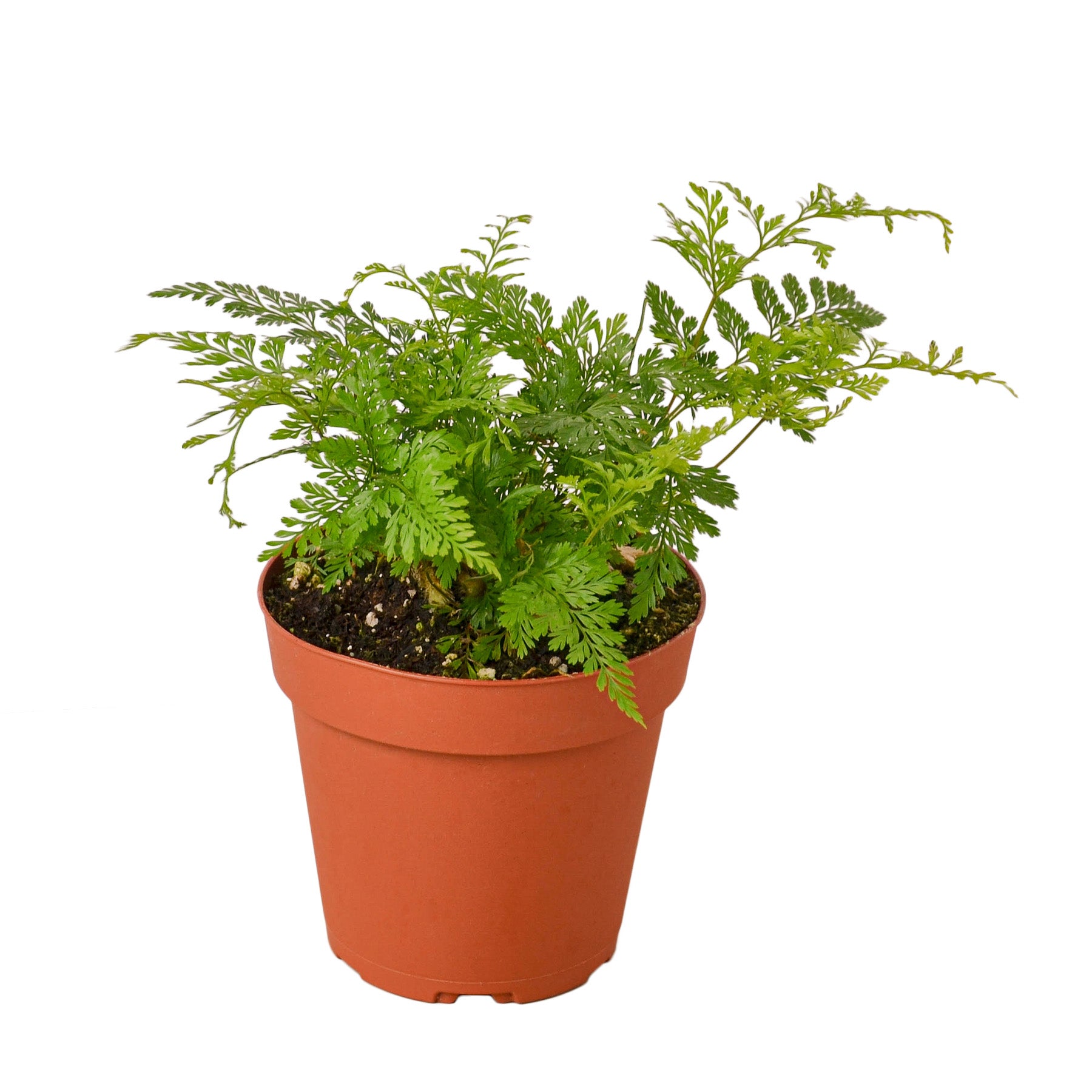 Rabbit's Foot Fern Questions & Answers