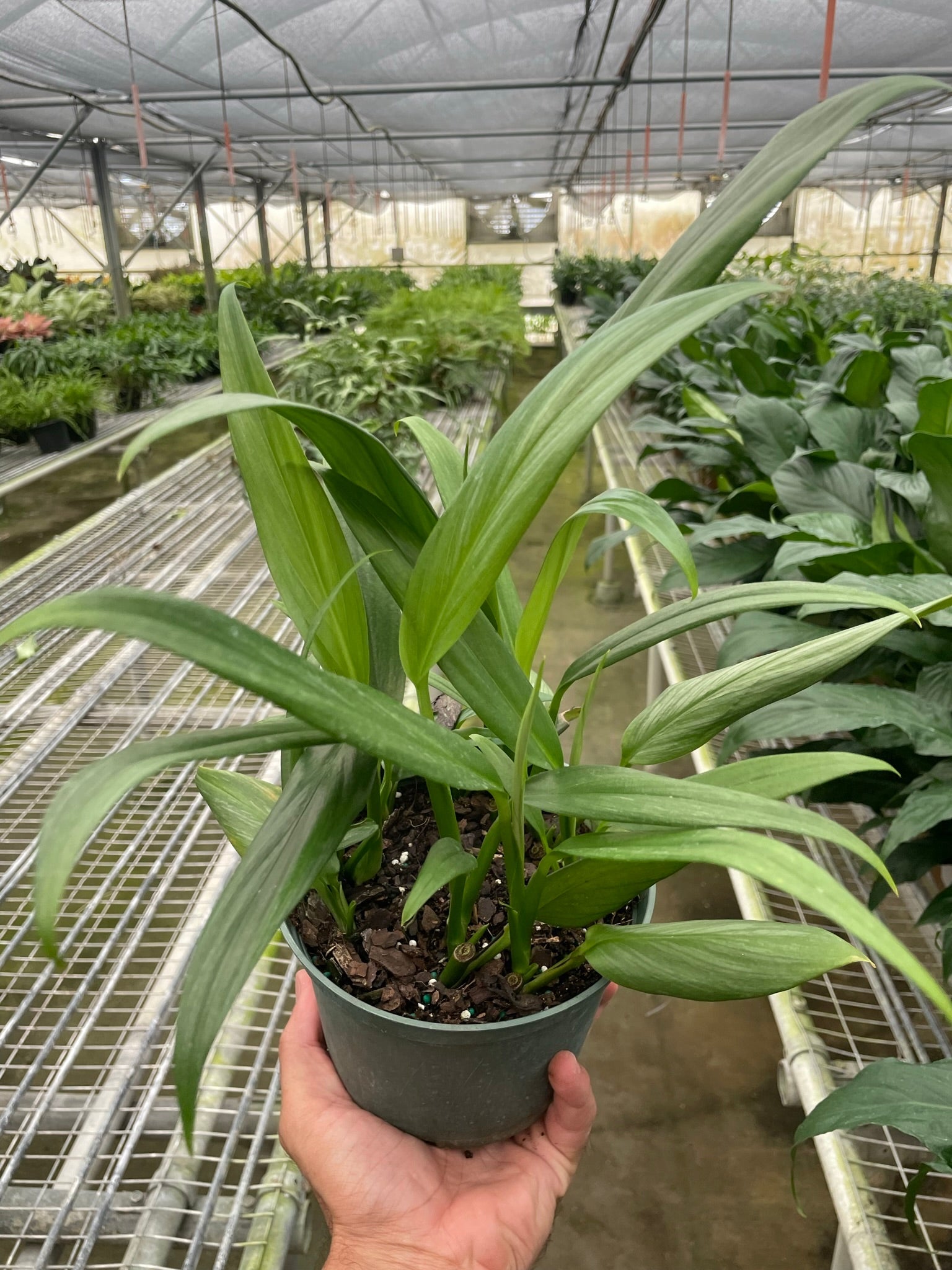Pothos 'Silver Streak' Questions & Answers