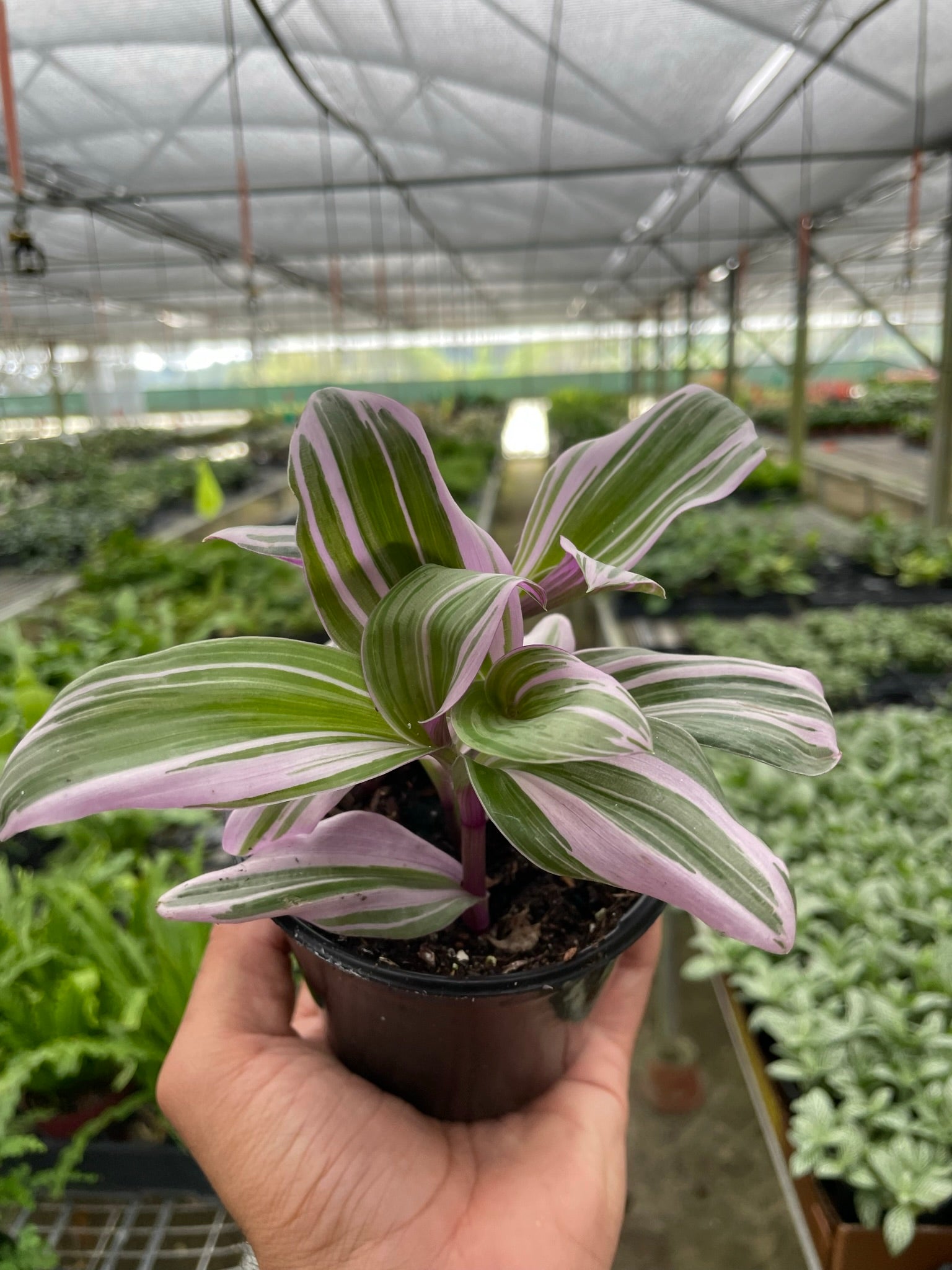 Tradescantia 'Nanouk' Questions & Answers