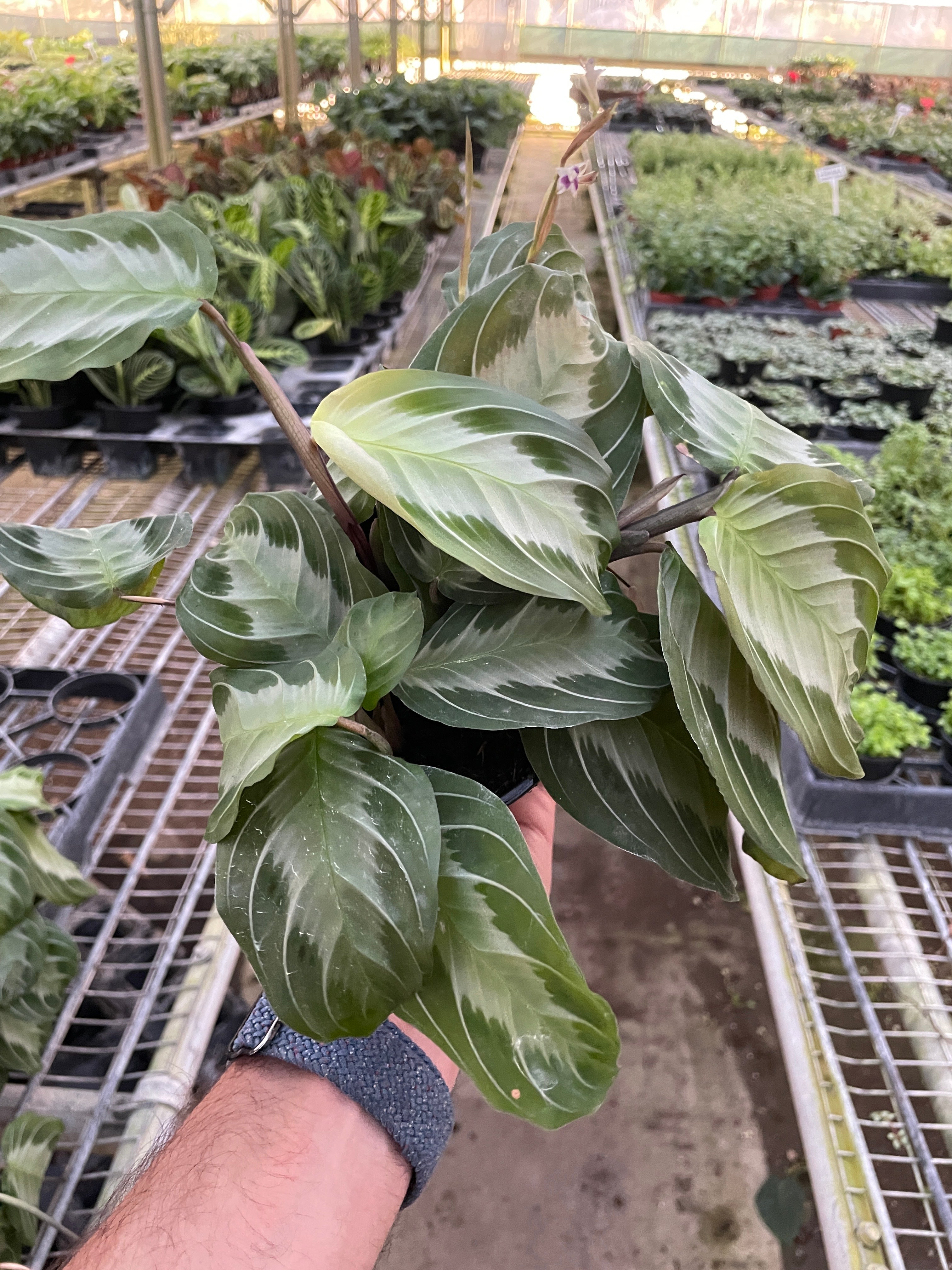 Maranta 'Silver Band' Questions & Answers