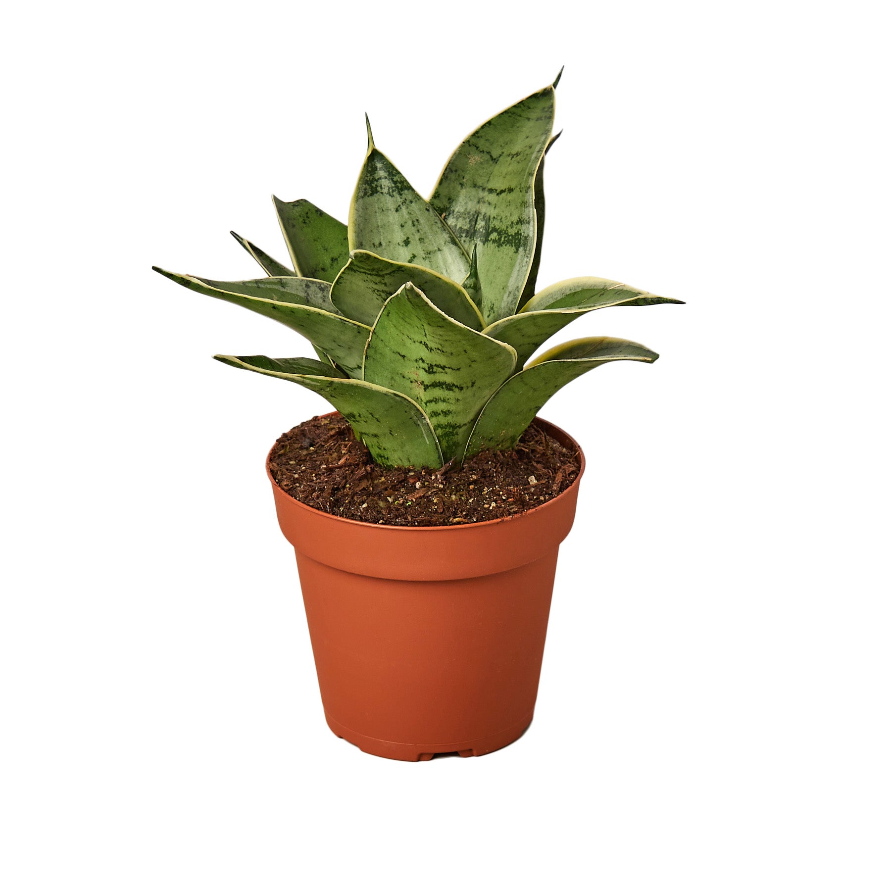Snake Plant Starlight Questions & Answers