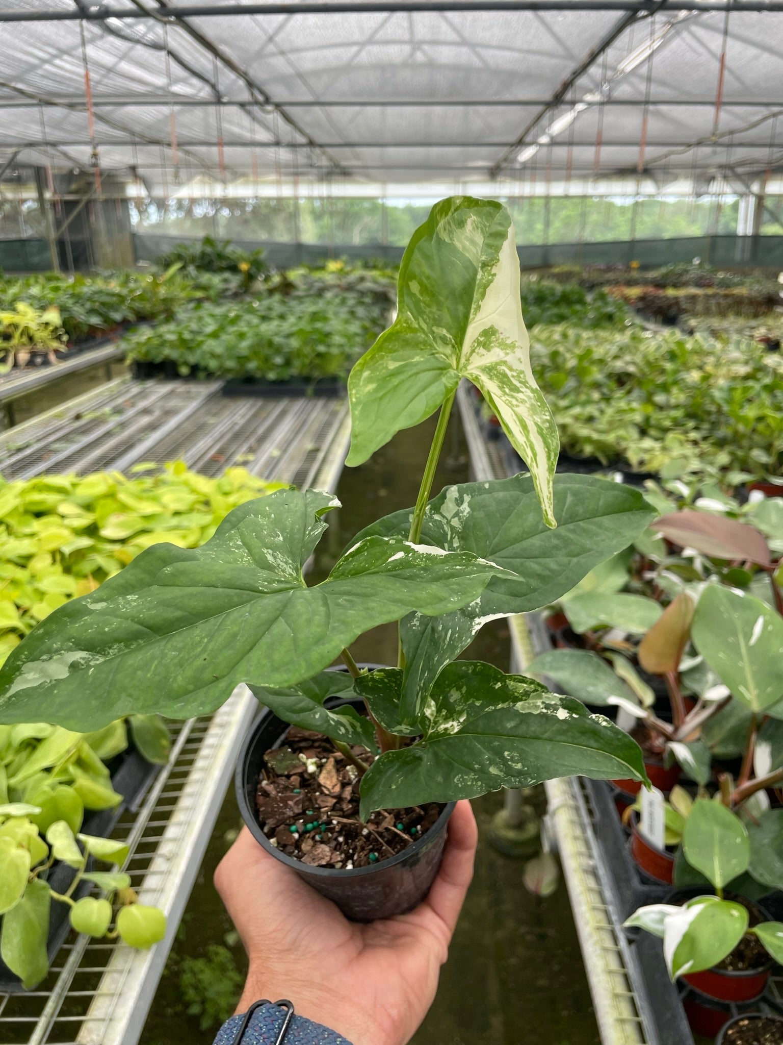 Syngonium 'Albo Variegata' Questions & Answers