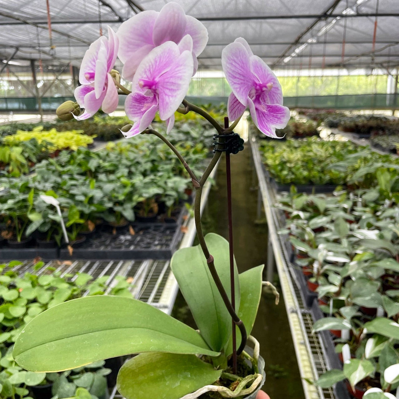 Orchid 'Light Pink Phalaenopsis' Questions & Answers