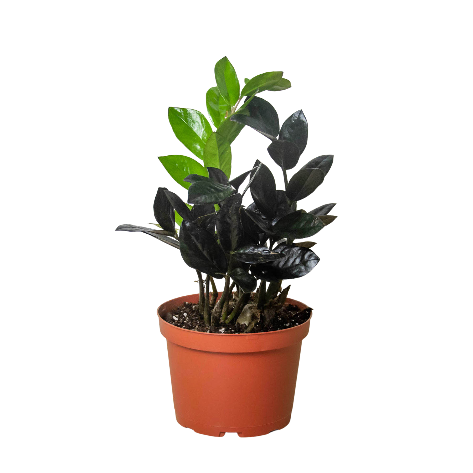 ZZ Plant 'Black Queen' - Zamioculcas zamiifolia Questions & Answers