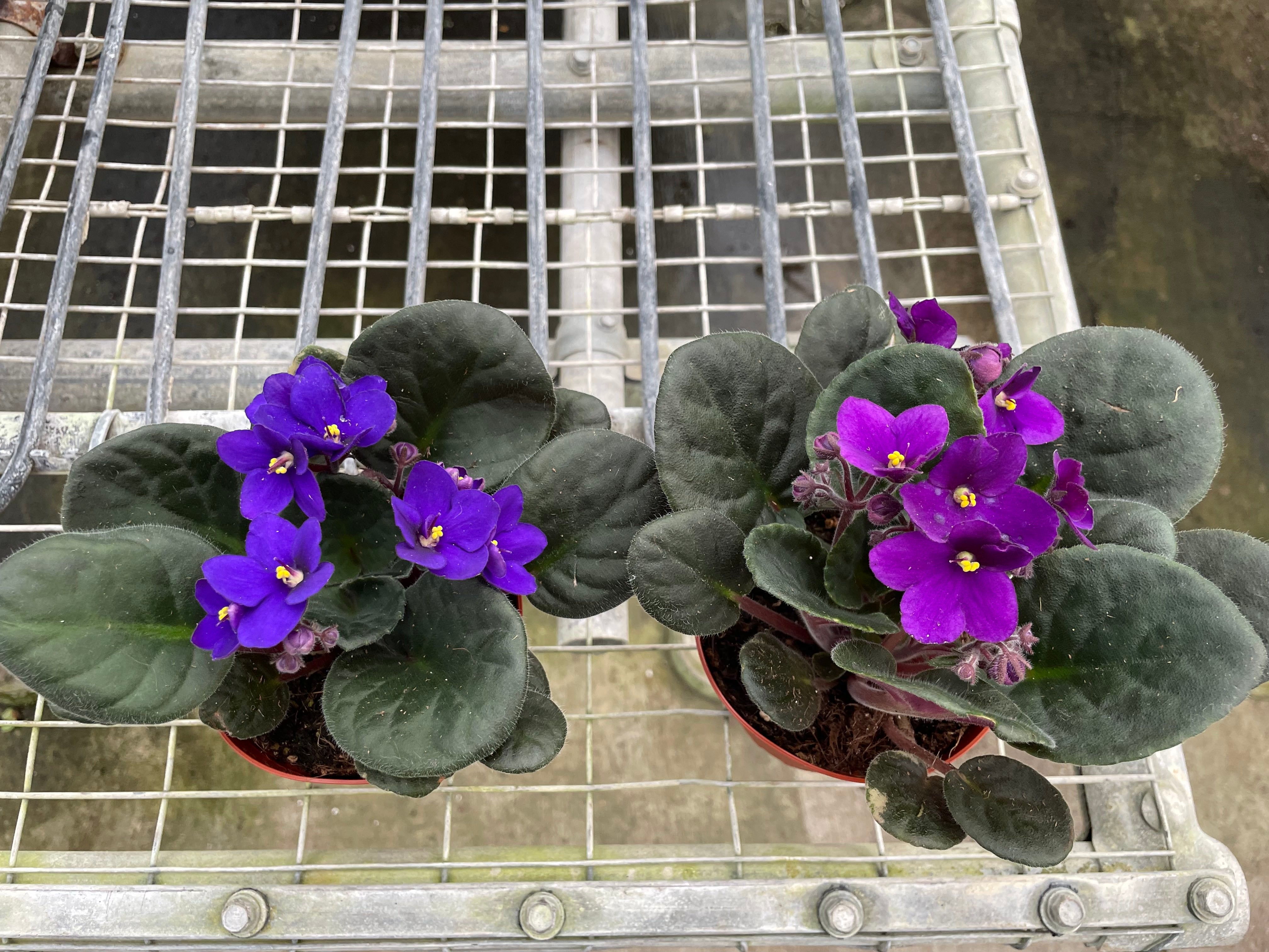 African Violet - Saintpaulia ionantha Questions & Answers