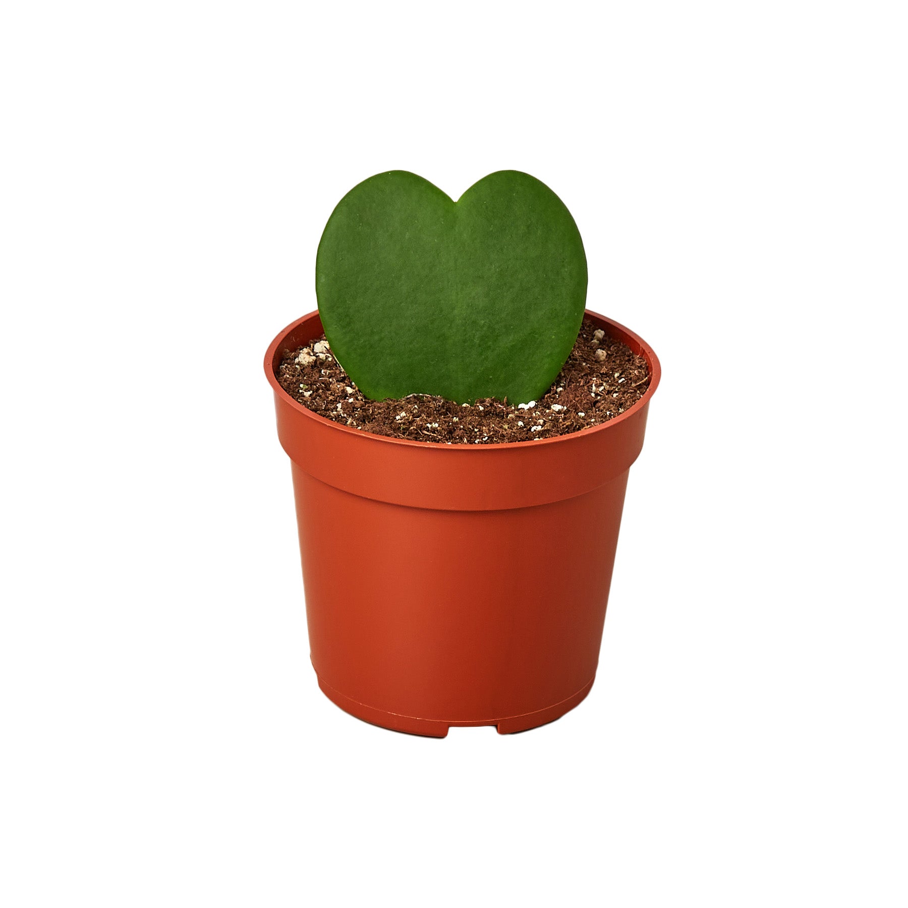 Will the 3” sweetheart Hoya grow a vine?