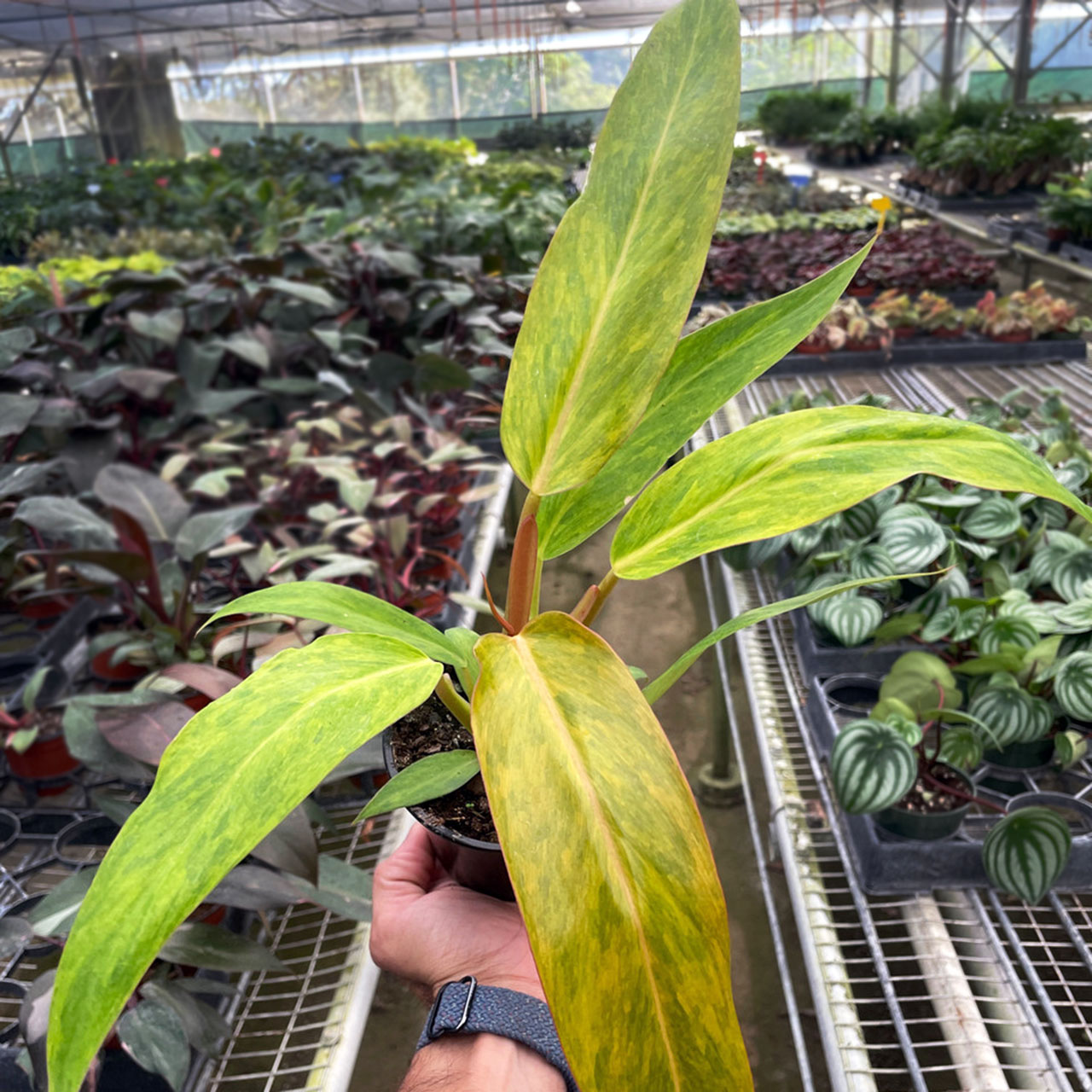 Philodendron 'Orange Marmalade' Questions & Answers