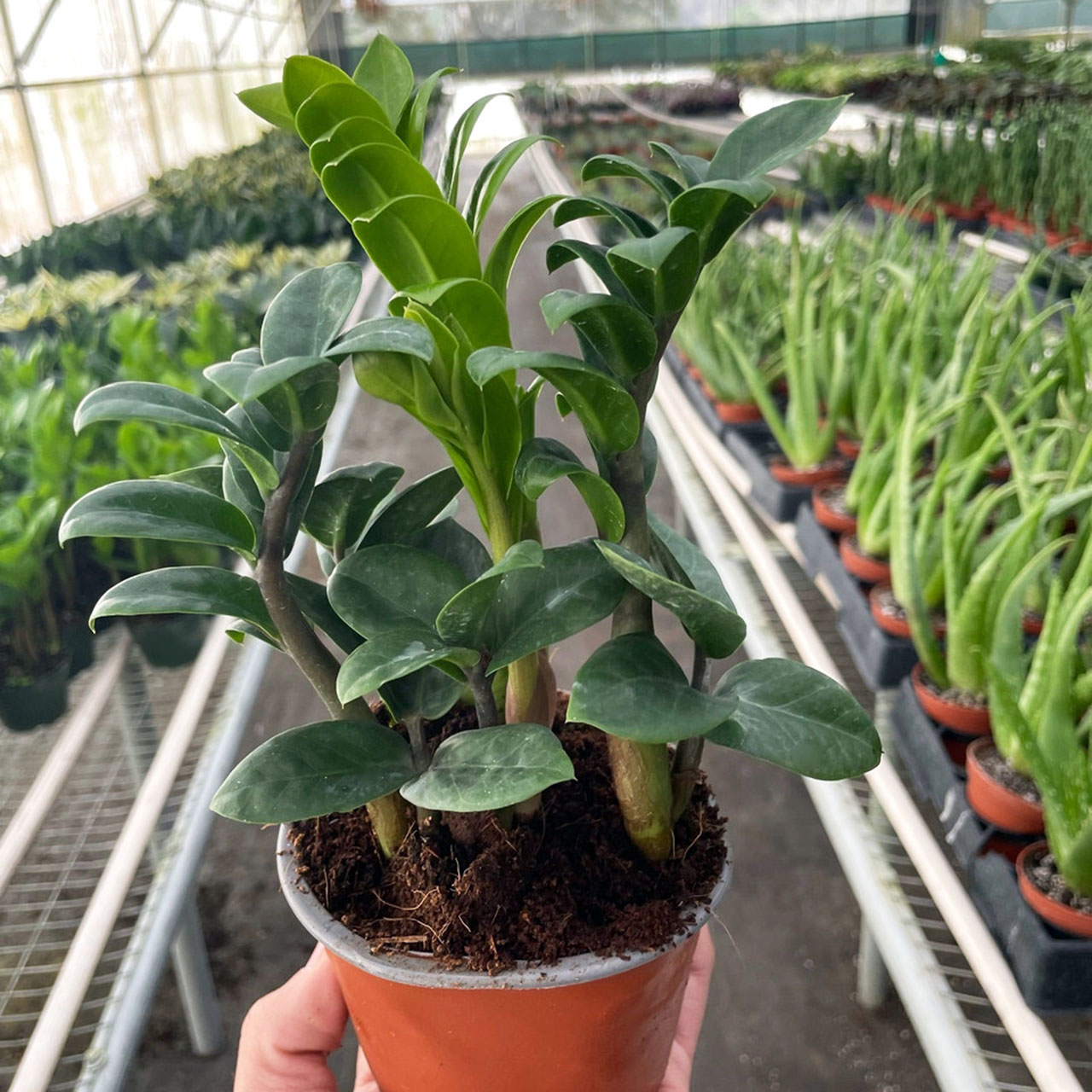 ZZ Plant 'Zenzi' - Zamioculcas zamiifolia Questions & Answers