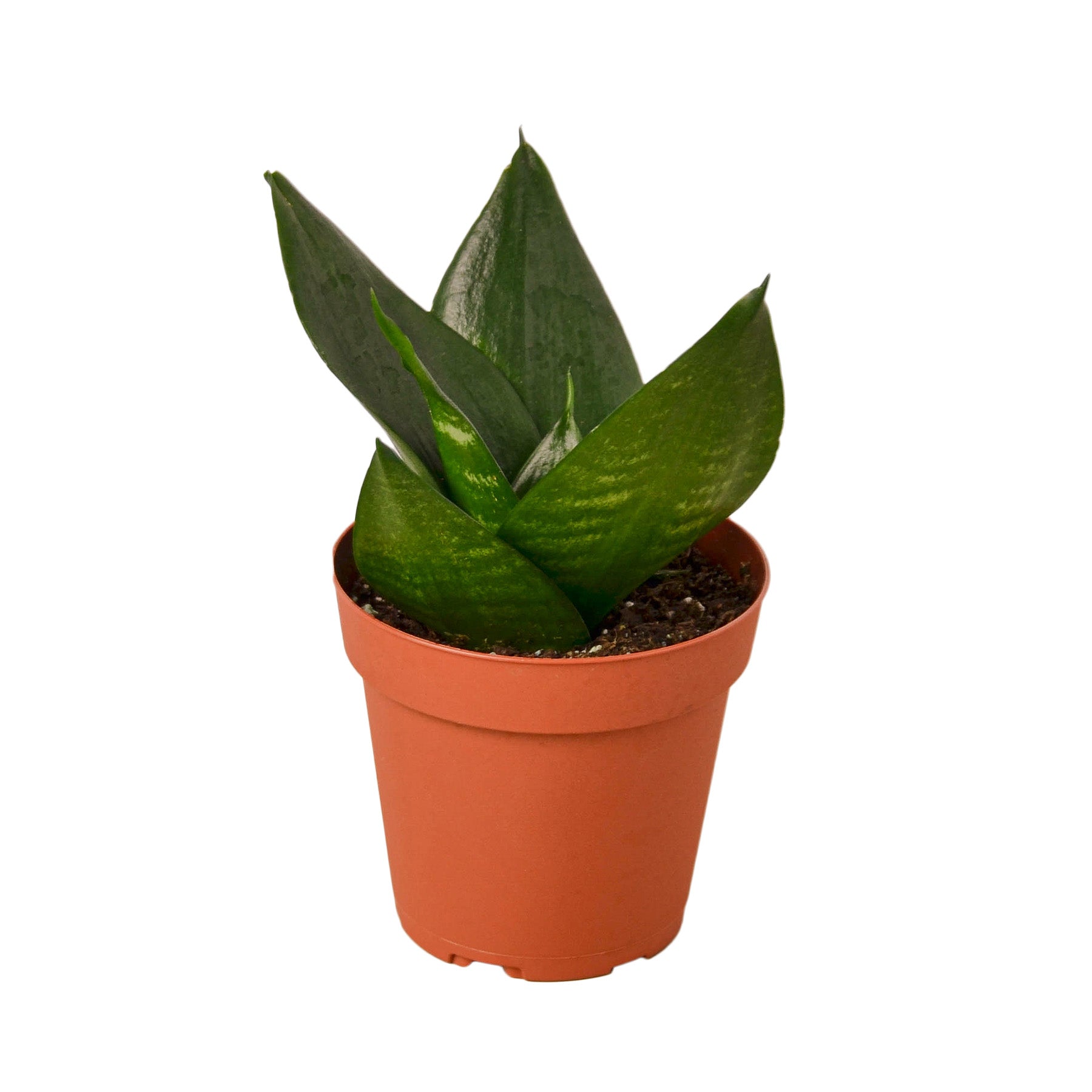 Snake Plant Jade Questions & Answers