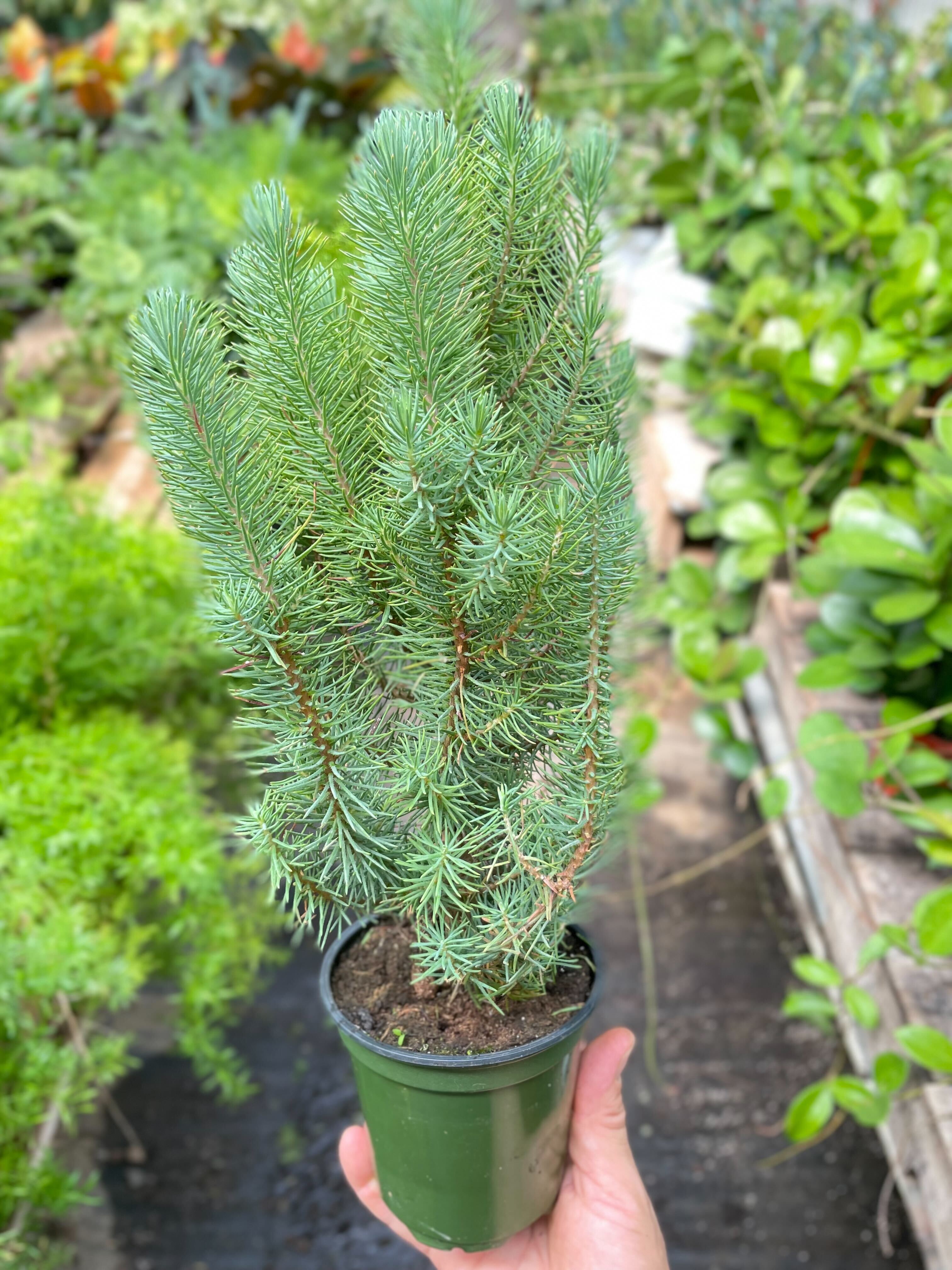 Blue Pine Trees Questions & Answers