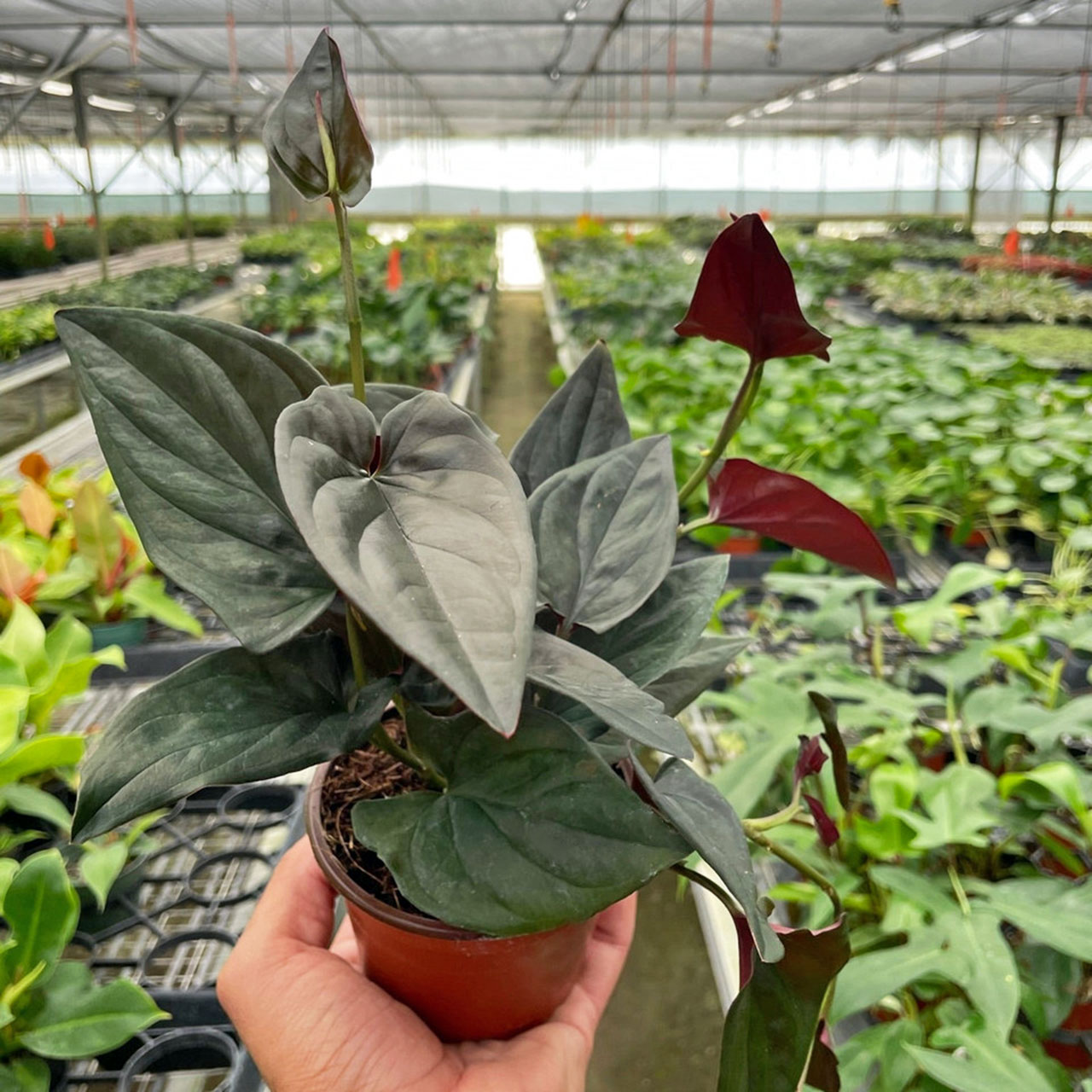 Syngonium 'Red Arrow' Questions & Answers